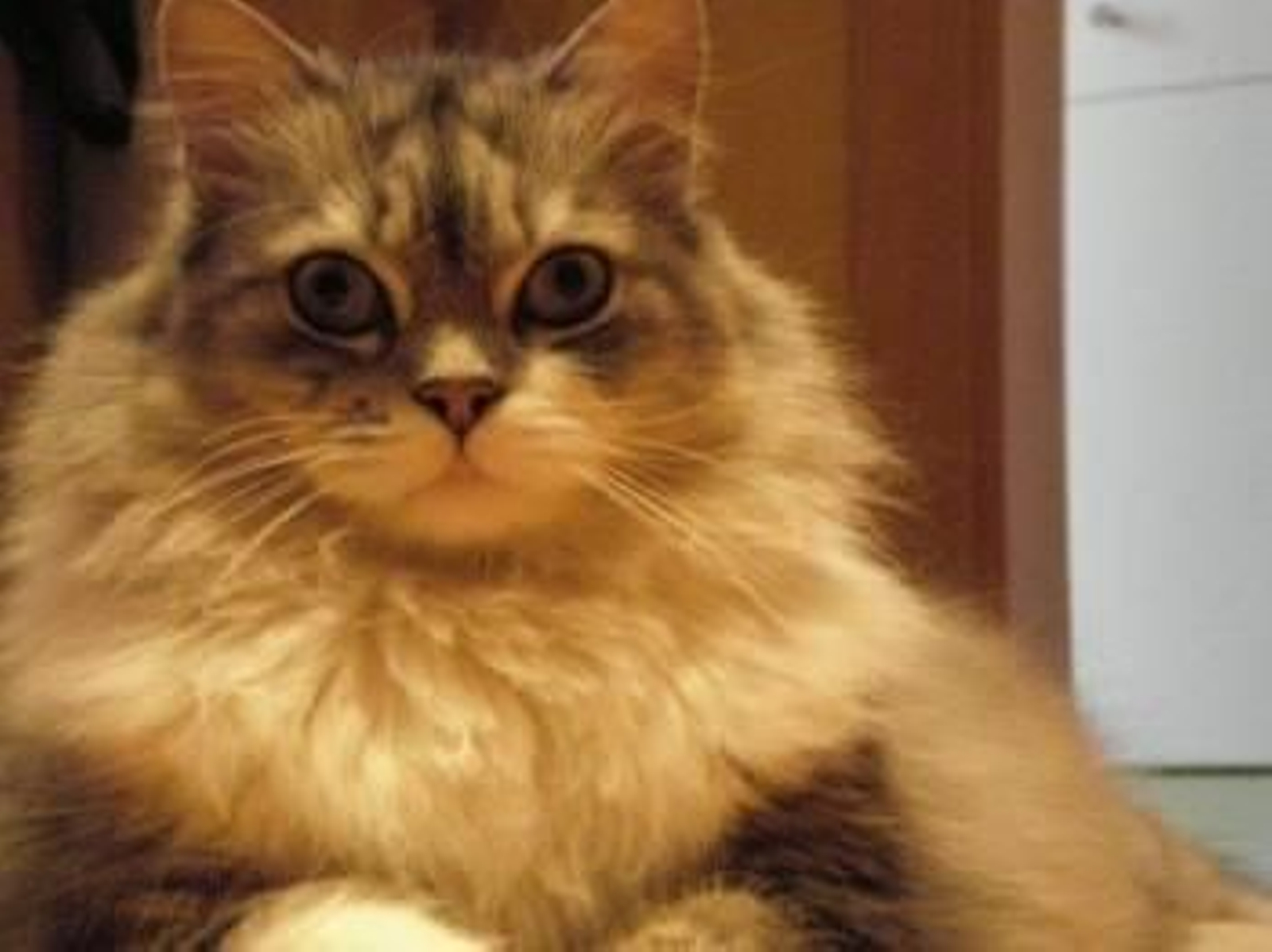 La relación con los animales aumenta la responsabilidad y competencia social en los niños.