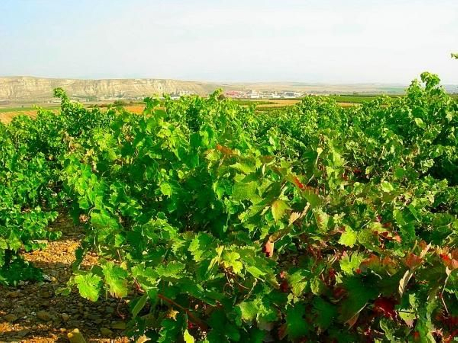 Viñedo en La Rioja.