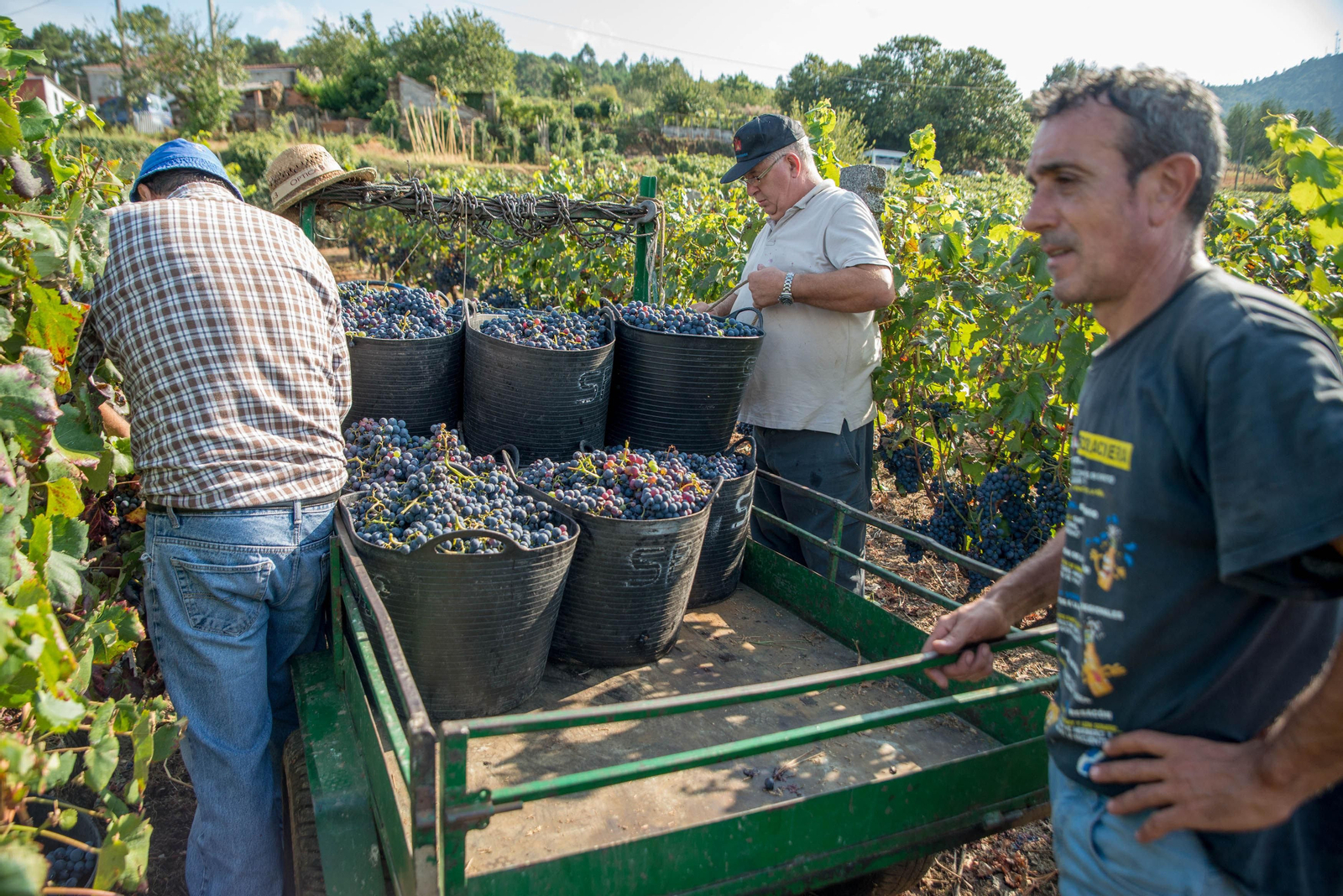 Vecinos de Traveso (Castrelo de Miño), ayer en el inicio de la vendimia.