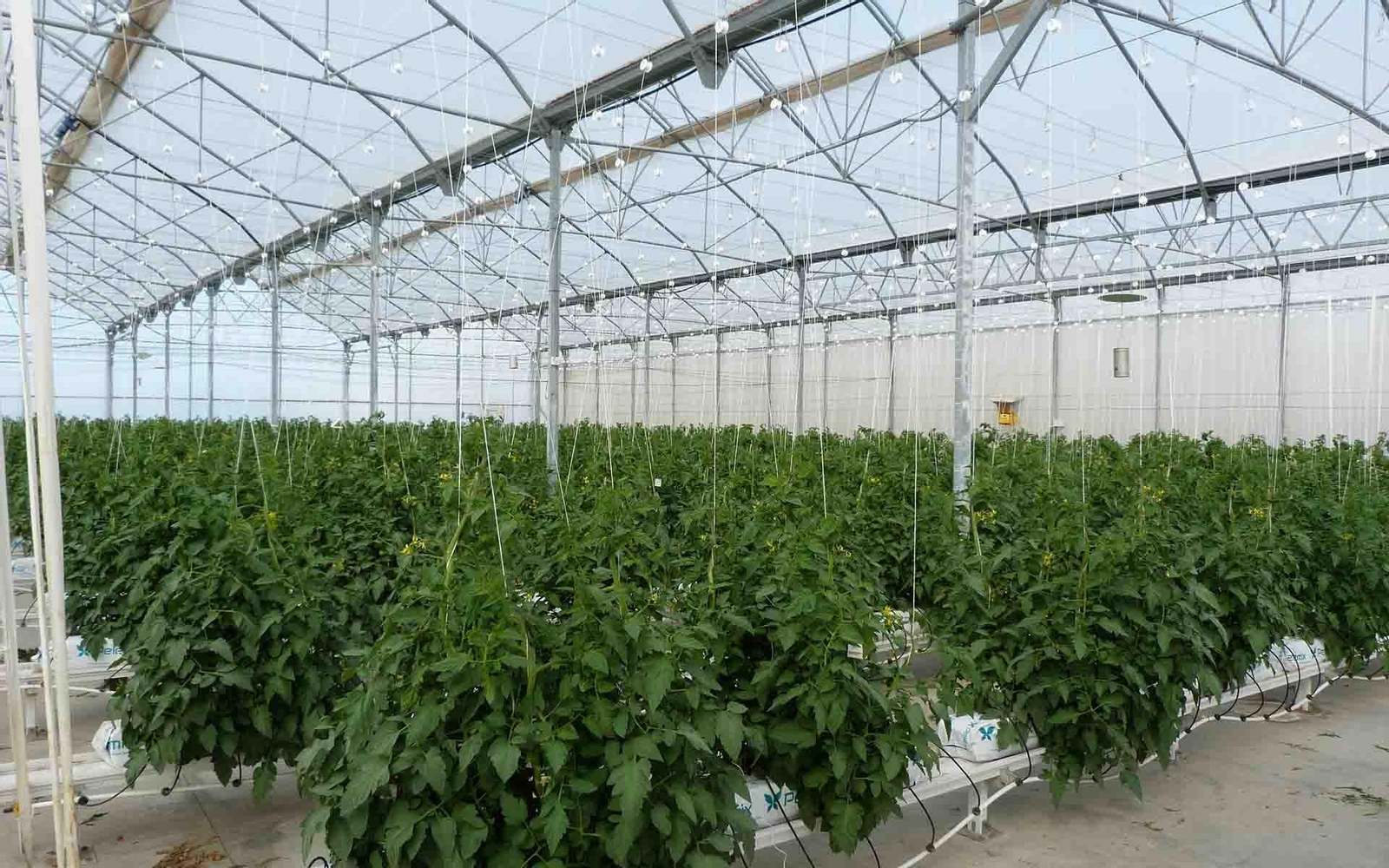 Andalucía Invernadero Almería web