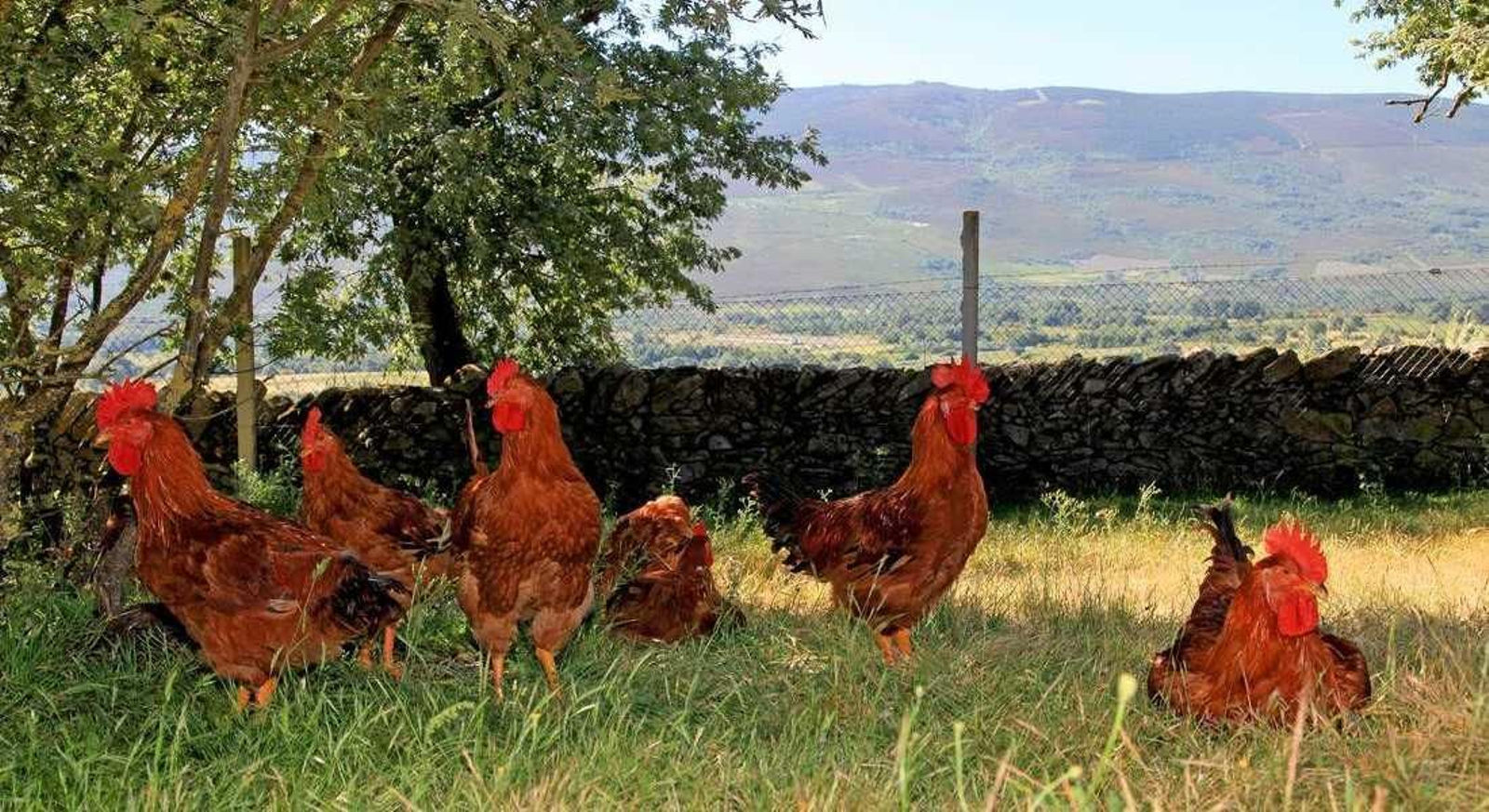 Foto pollos en campo 1_result_result