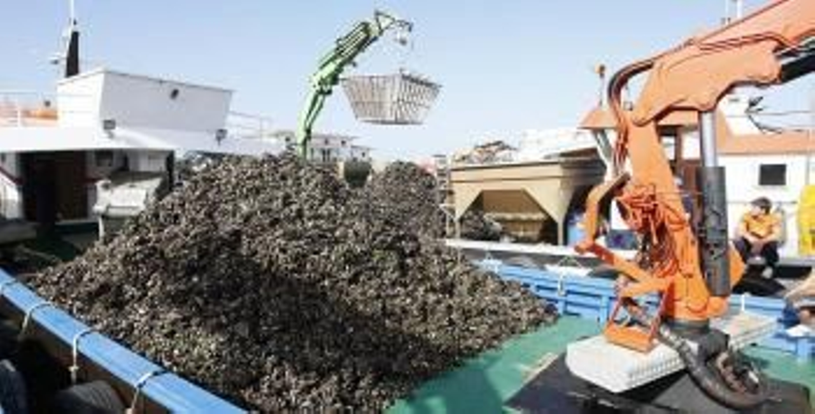 Una descarga de mejillón gallego. La patronal conservera fue investigada por coordinar su compra.