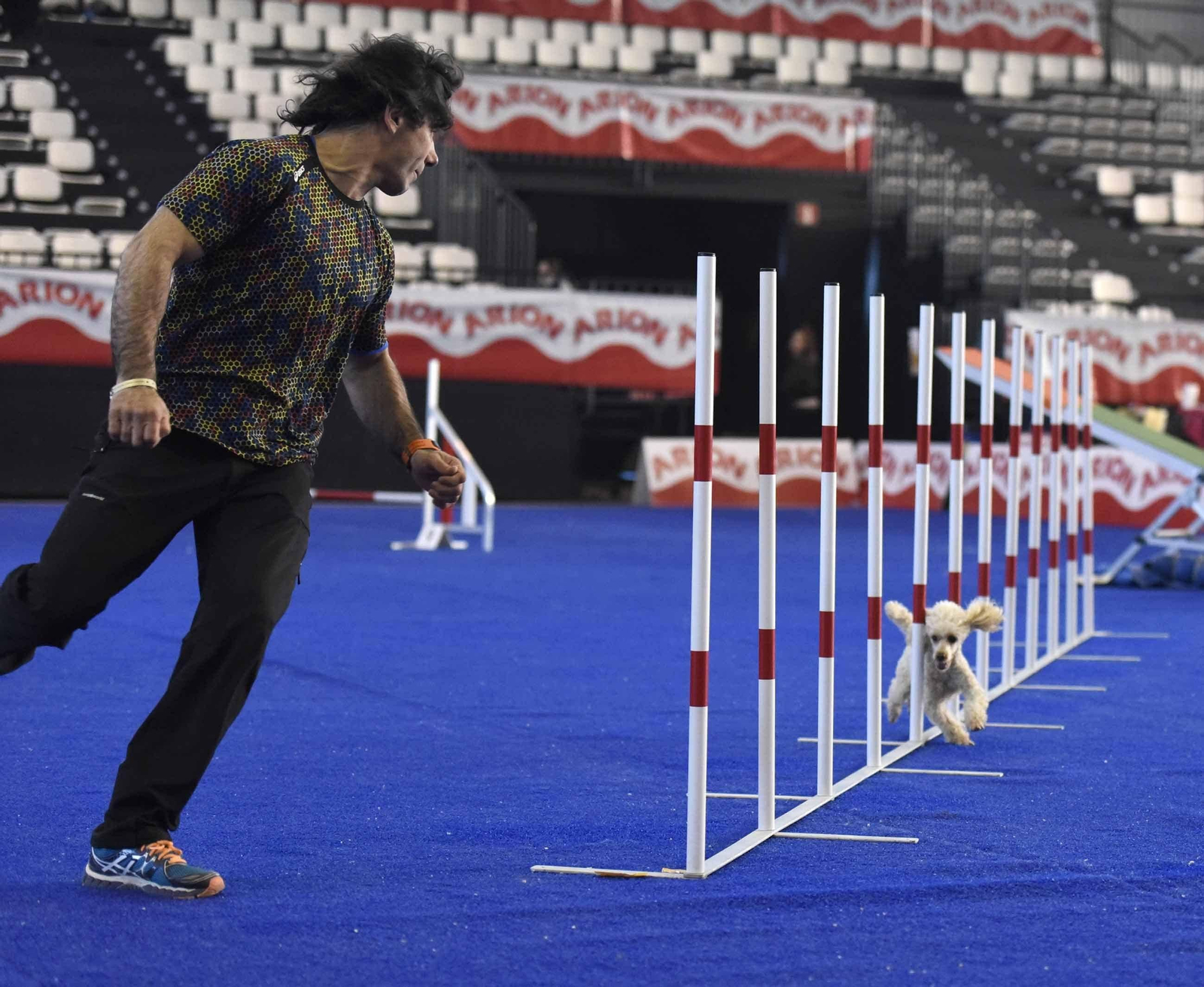 Un caniche en la prueba de agilidad.