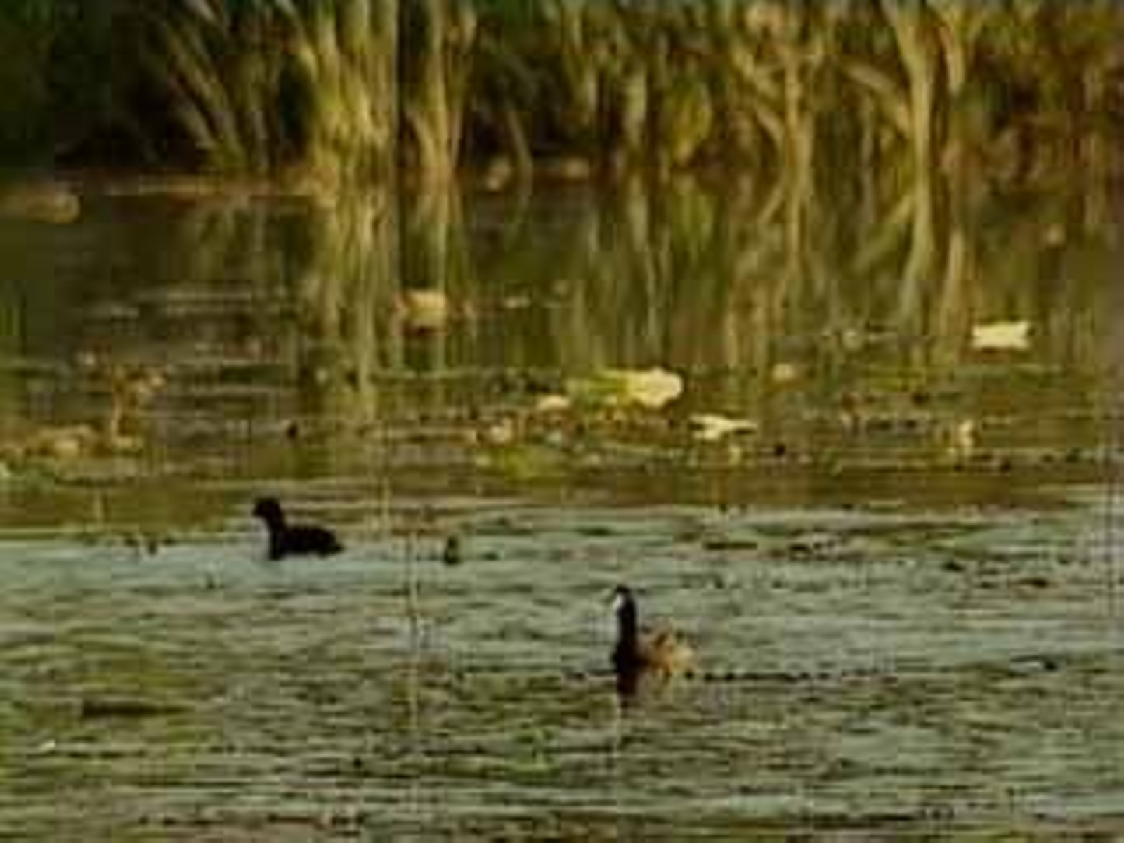 Humedales aragoneses.