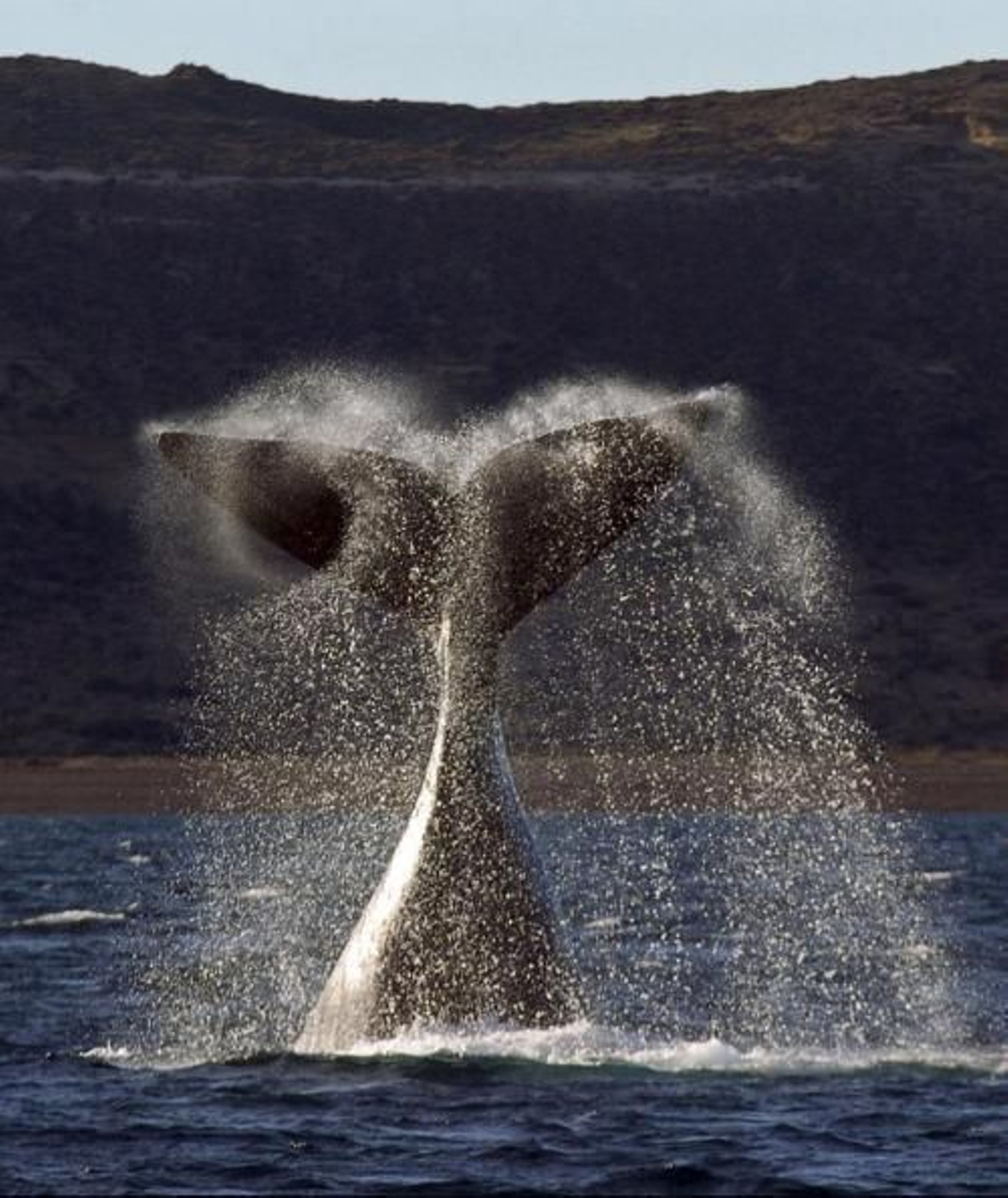 Imagen de la cola de una ballena al sumergirse en el agua.