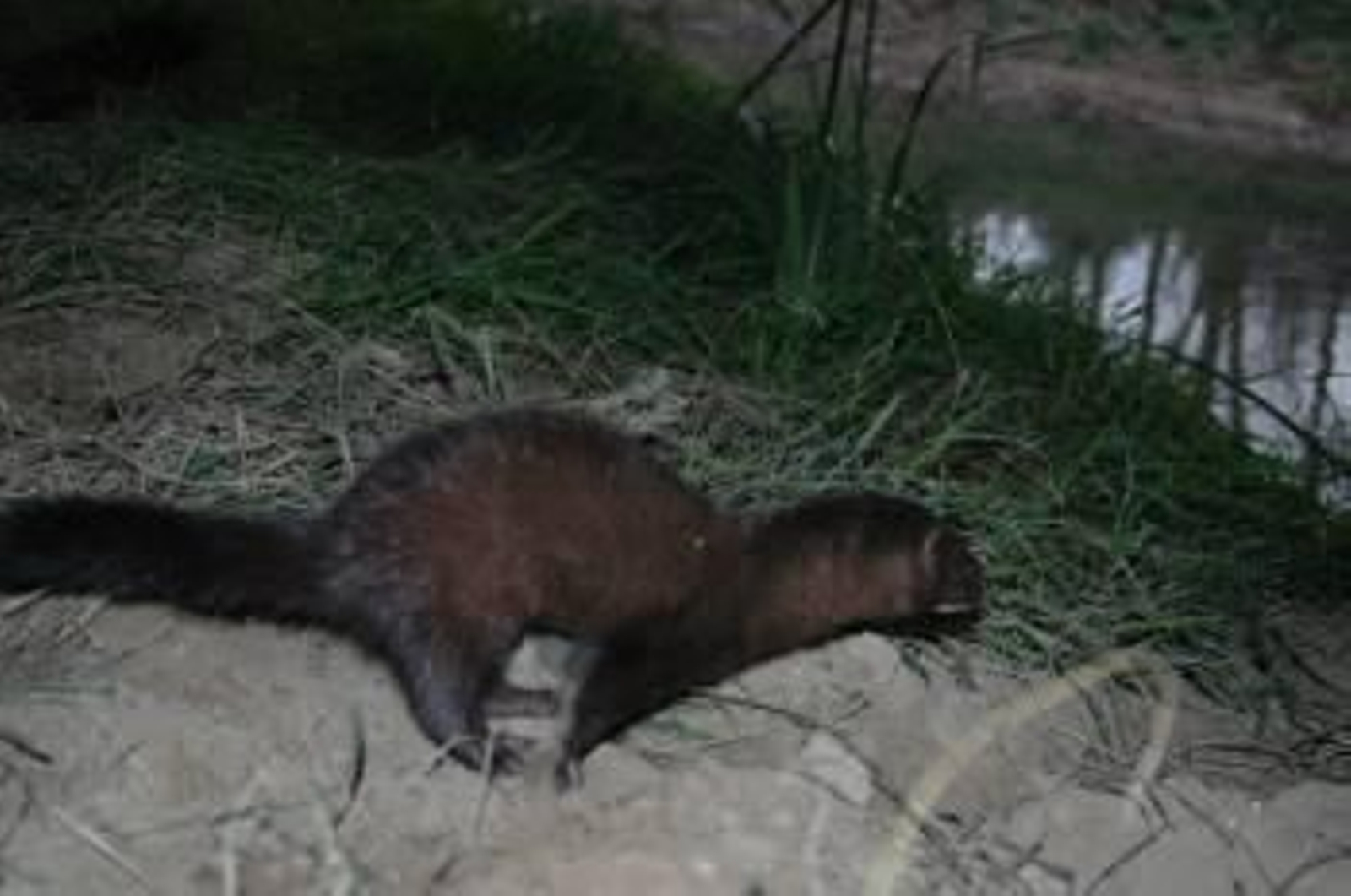 Un ejemplar de visón, en libertad tras ser abiertas las jaulas de una granja gallega. (Foto: ARCHIVO)