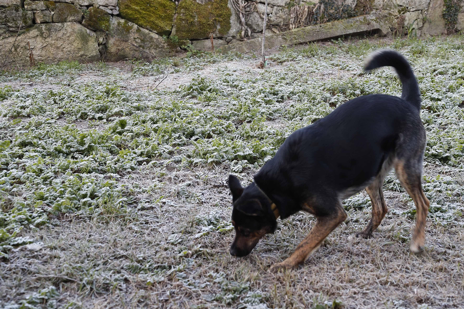 Vigo amaneció con heladas que se mantuvieron las primeras horas de la mañana, pese a los cielos despejados.