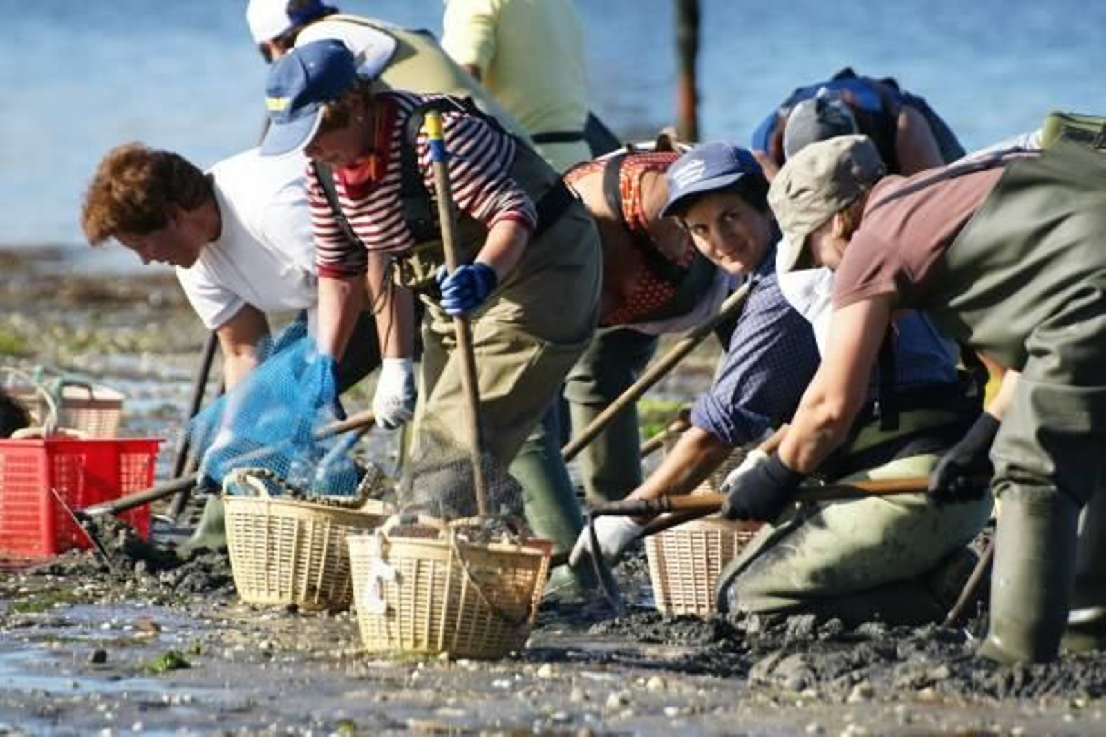 Mariscadoras de almeja en Carril.
