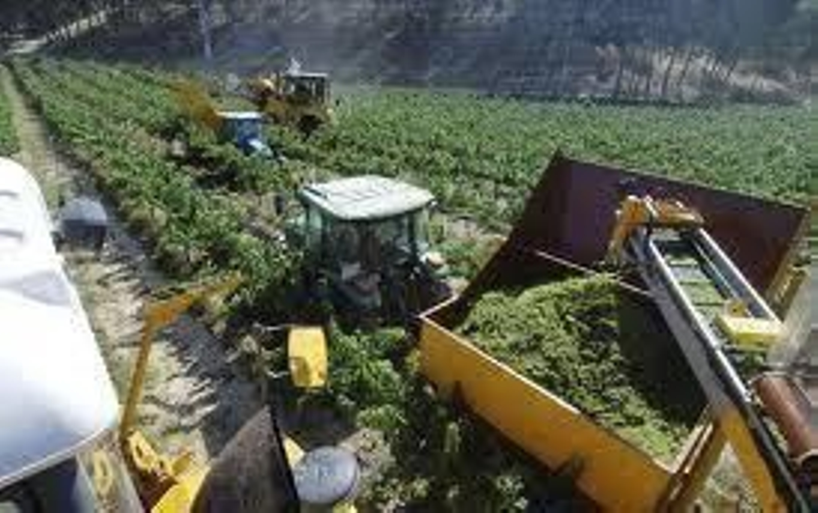 Vista de un campo en el que están trabajando.