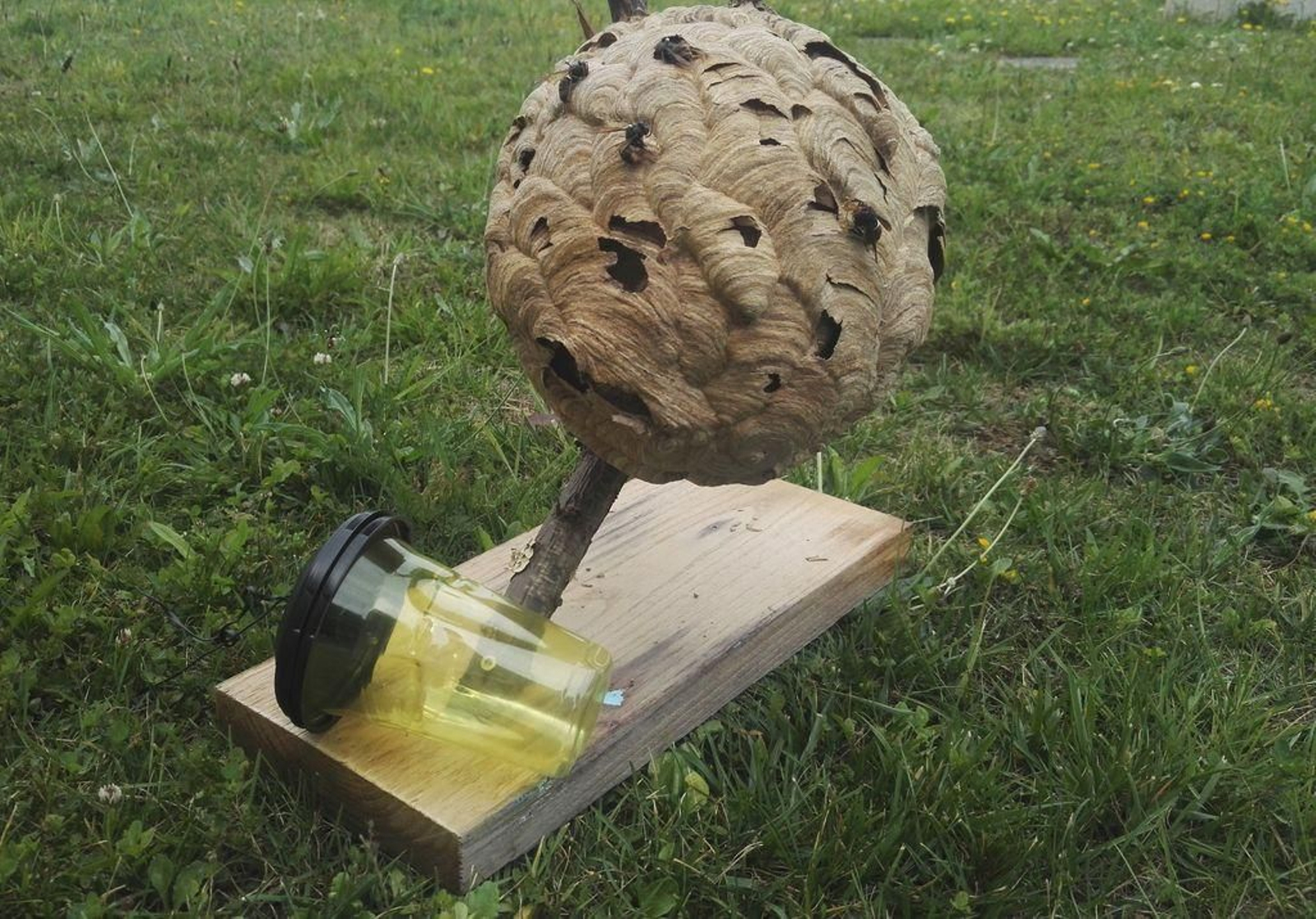 Una de las curiosas trampas para caza avispas.