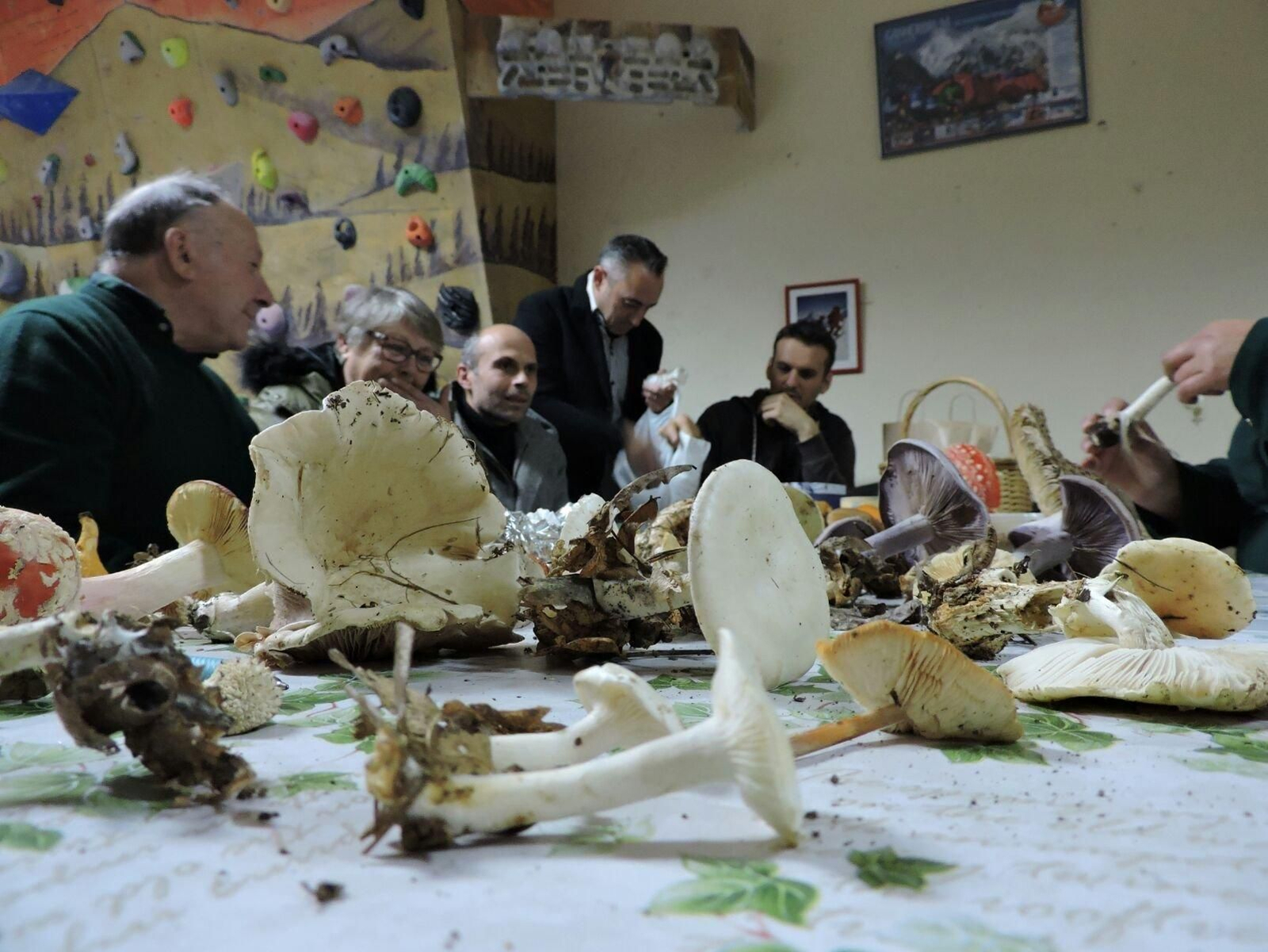 Luns Micolóxicos de A Zarrota. En primer término, la mortal Amanita phaloides, que no se olvidó de salir pese a la sequía.