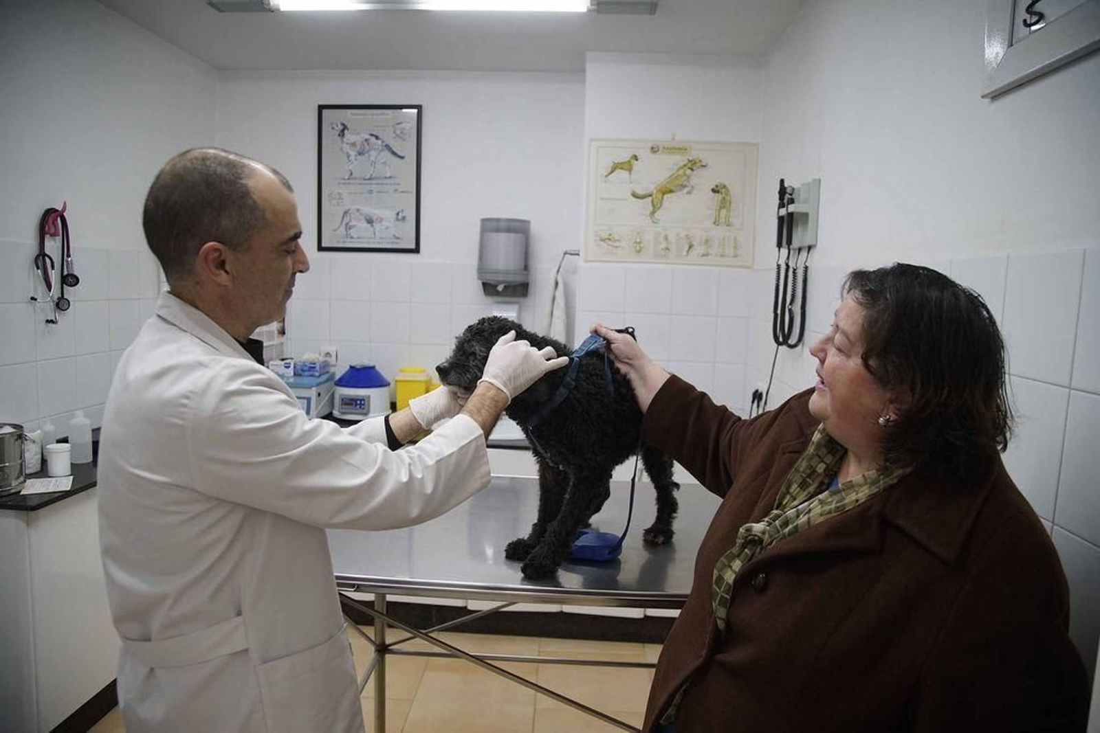 En la Clínica Poly ayer se trabajaba con normalidad atendiendo a sus pacientes de cuatro patas.