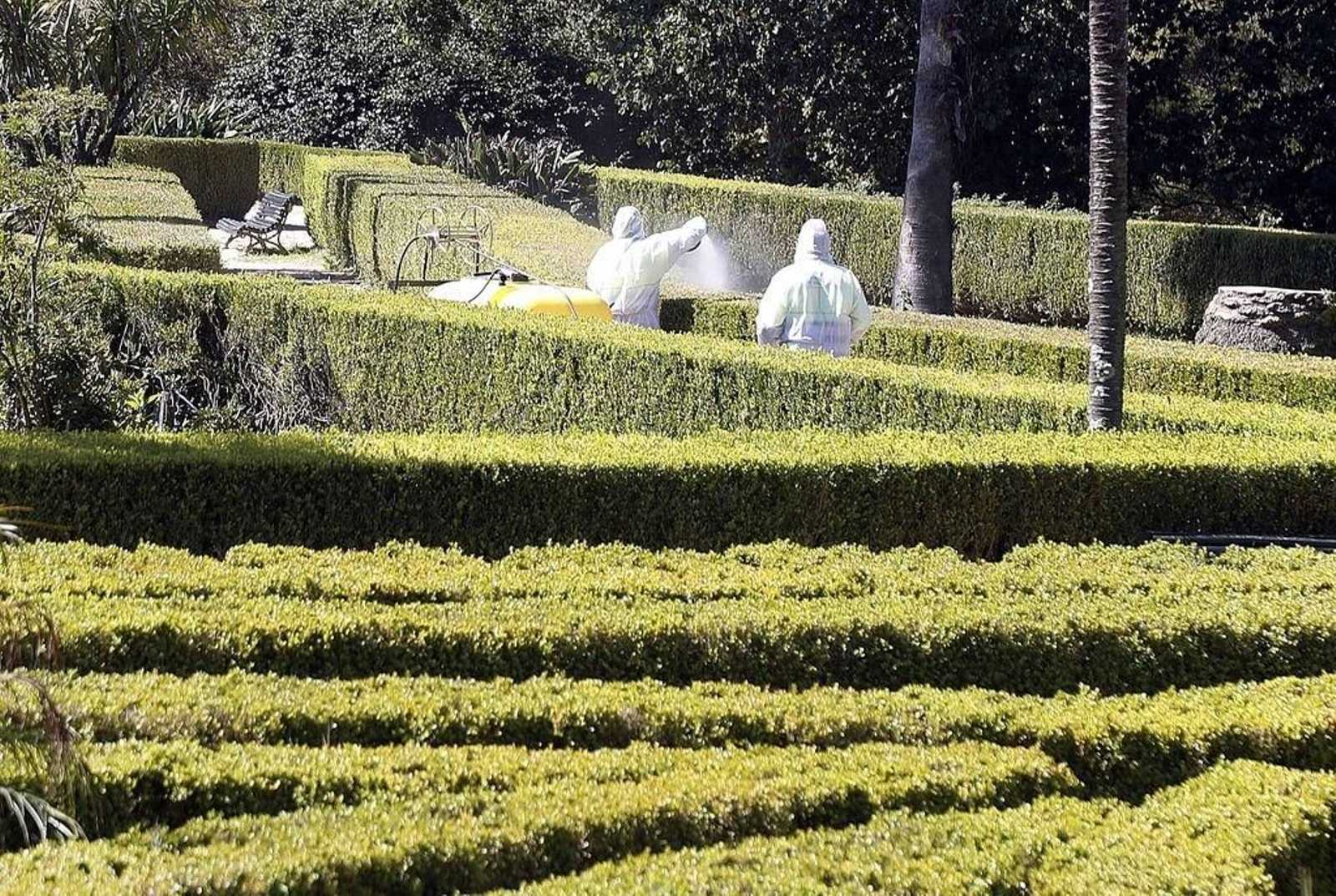 Los técnicos procedieron ayer durante toda la mañana a dar el tratamiento al jardín francés.