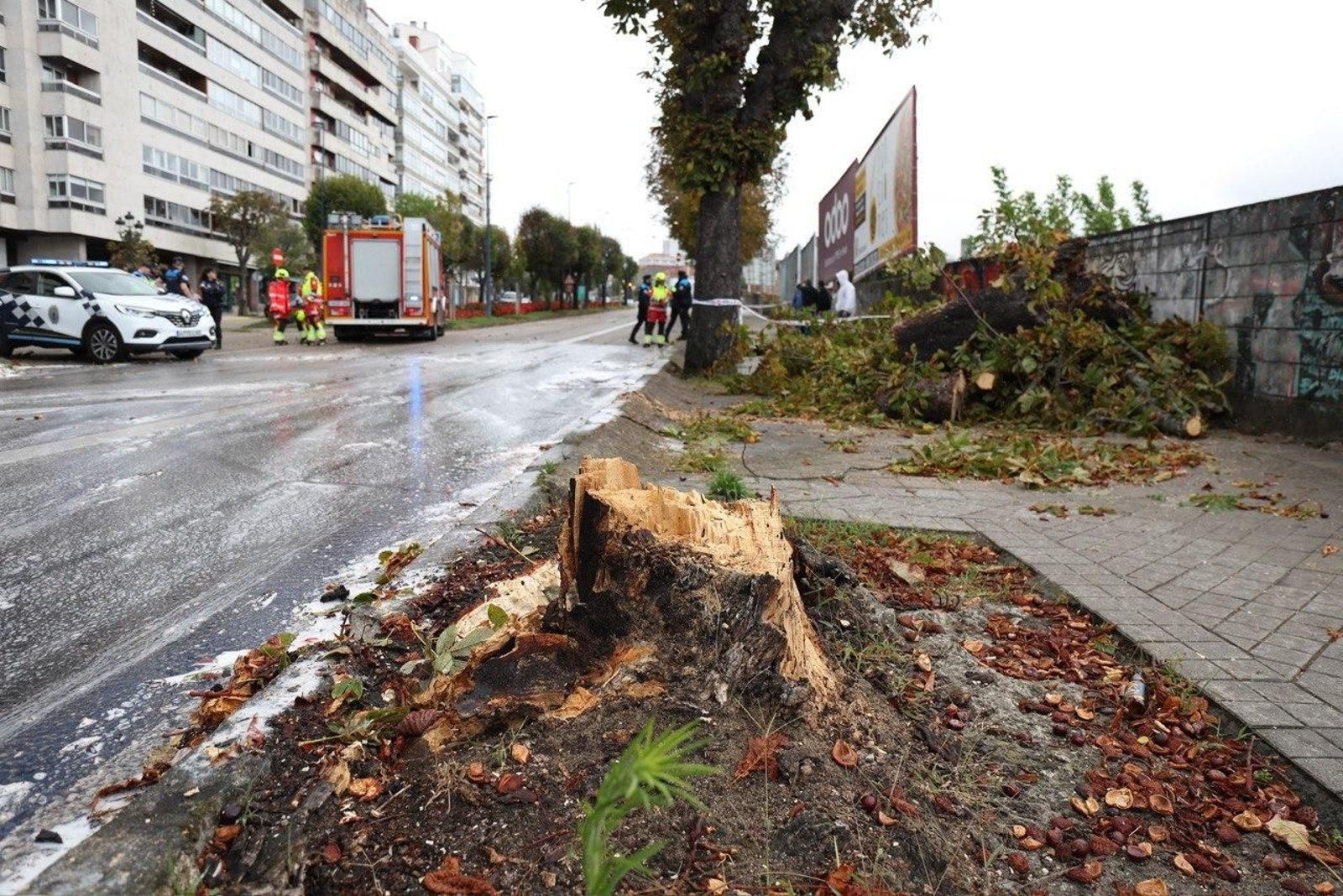 El árbol que cayó en Gran Vía y produjo un accidente. // Alberte