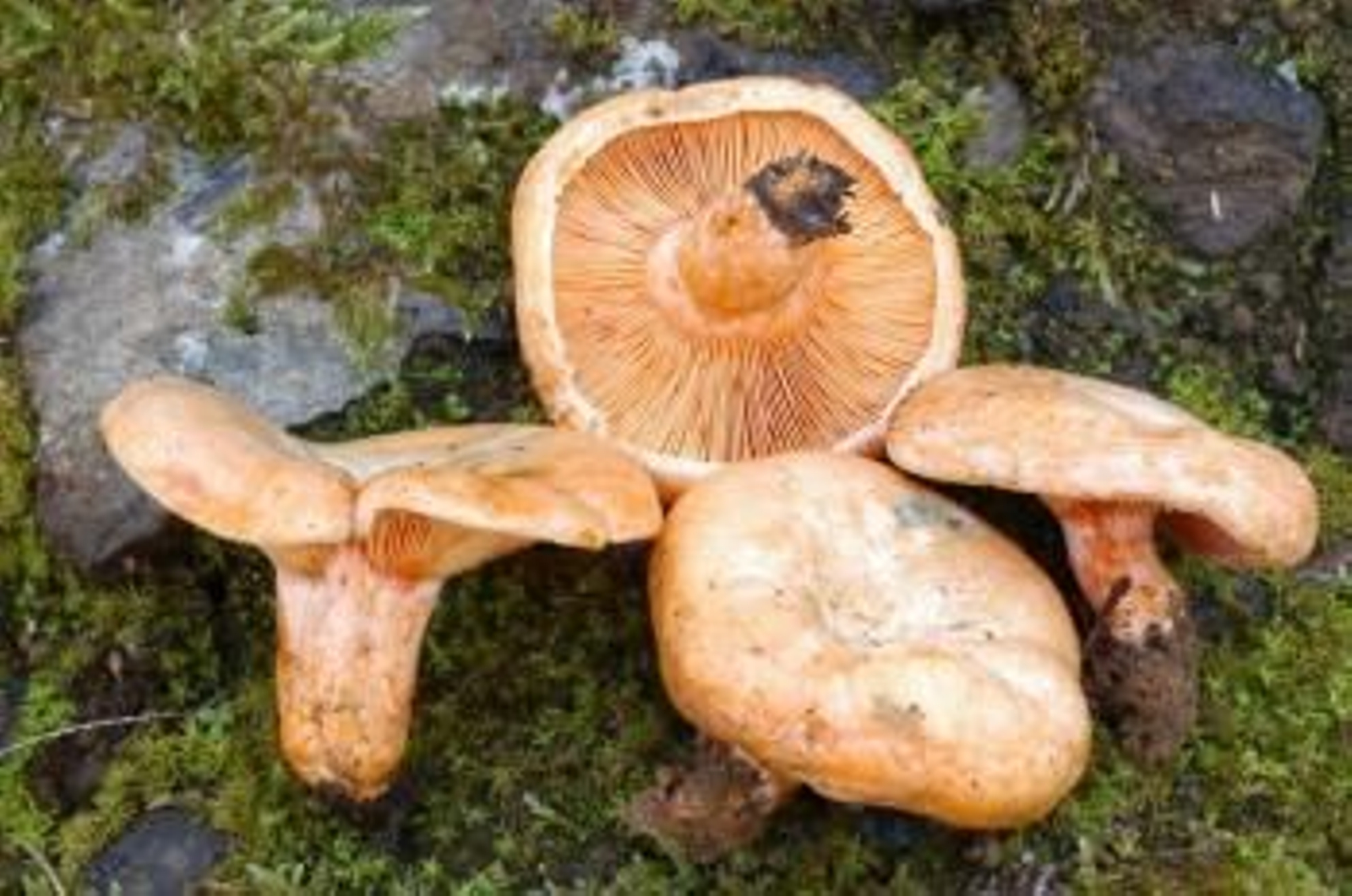 Cinco personas permanecen ingresadas en estado grave en el Hospital Xeral de Vigo