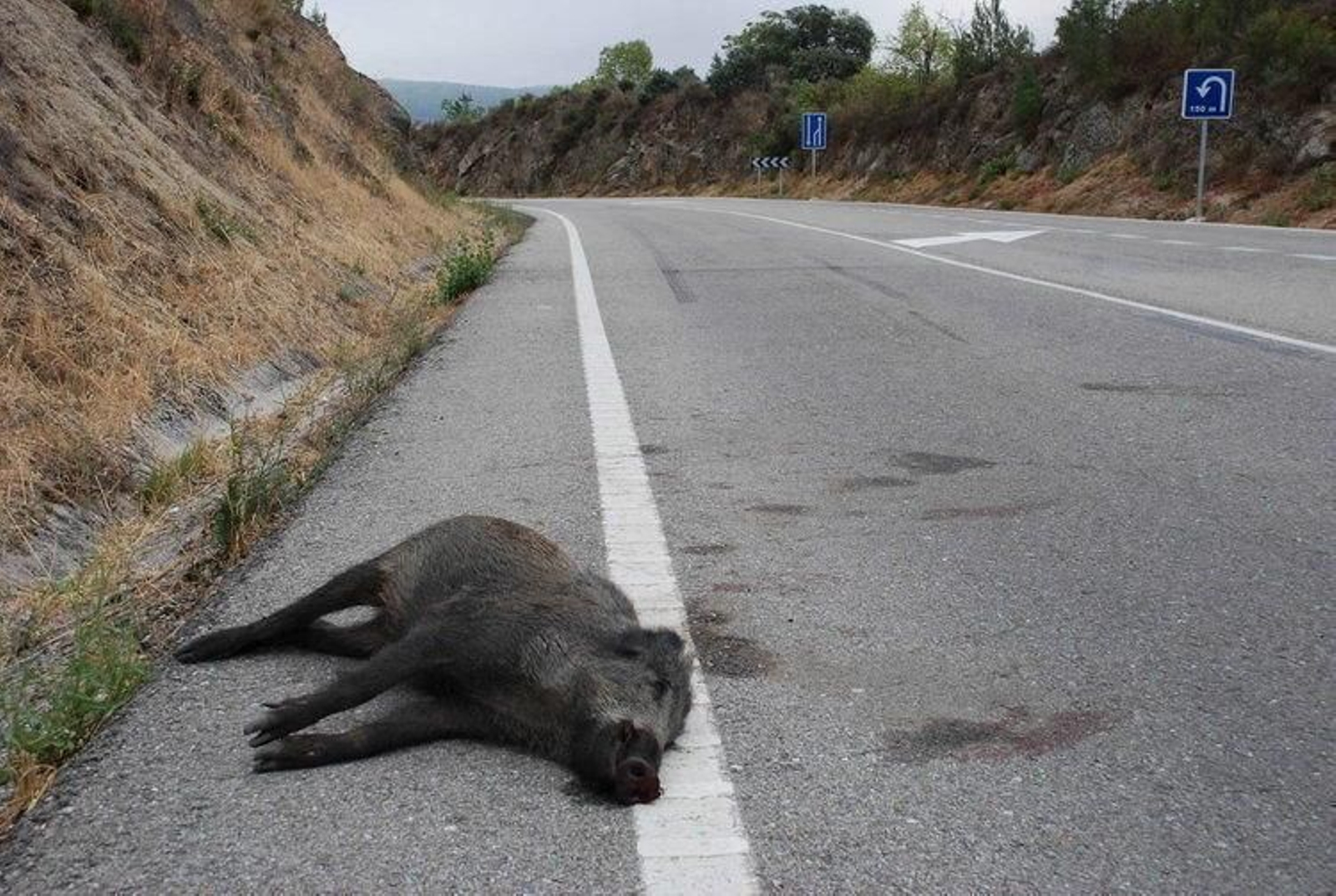 Un jabalí muerto en una carretera de doble sentido, una imagen cada vez más habitual.