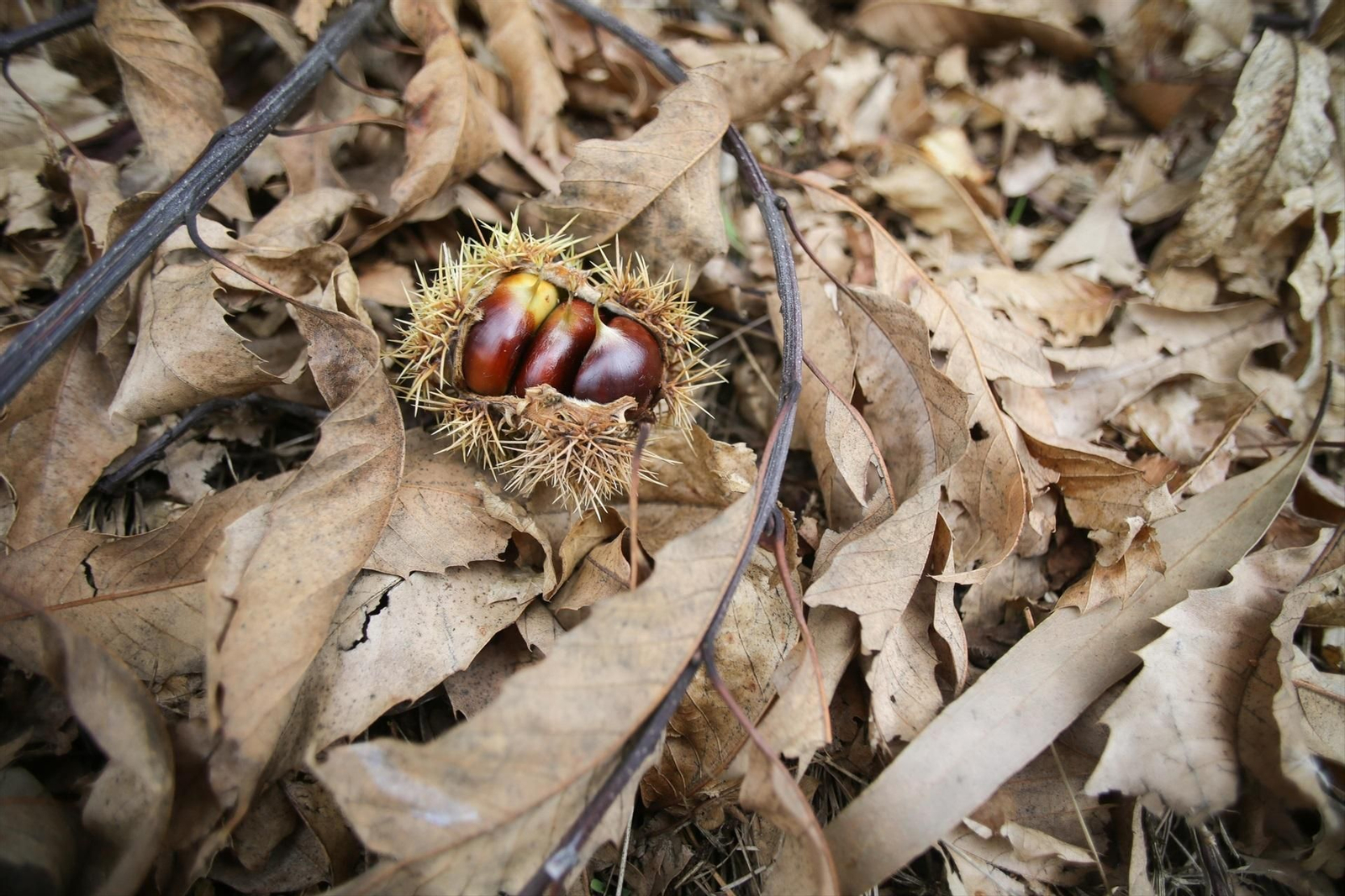 El 23 de septiembre comienza el otoño. // E.P.