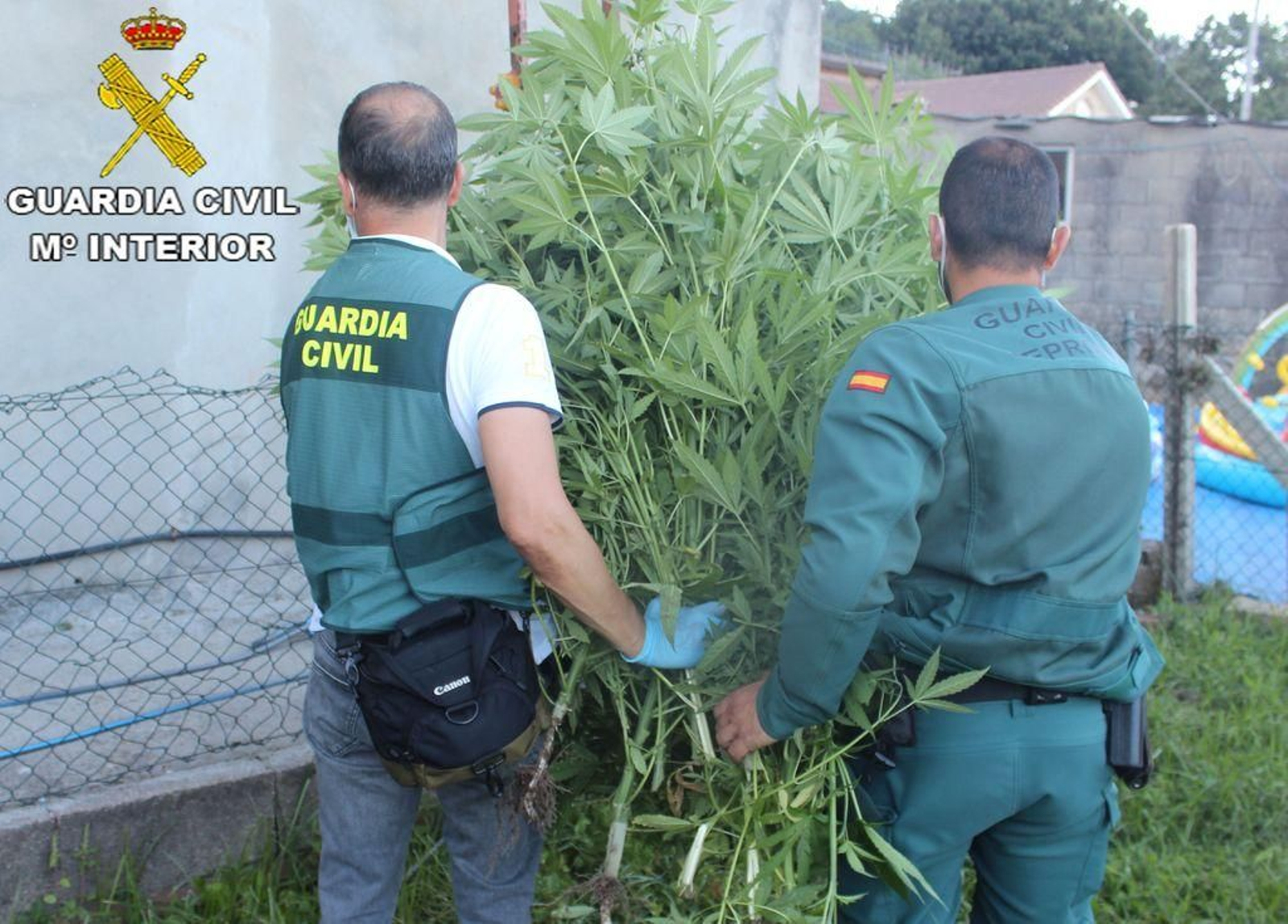 Los agentes de la Guardia Civil retiraron las plantas del lugar.