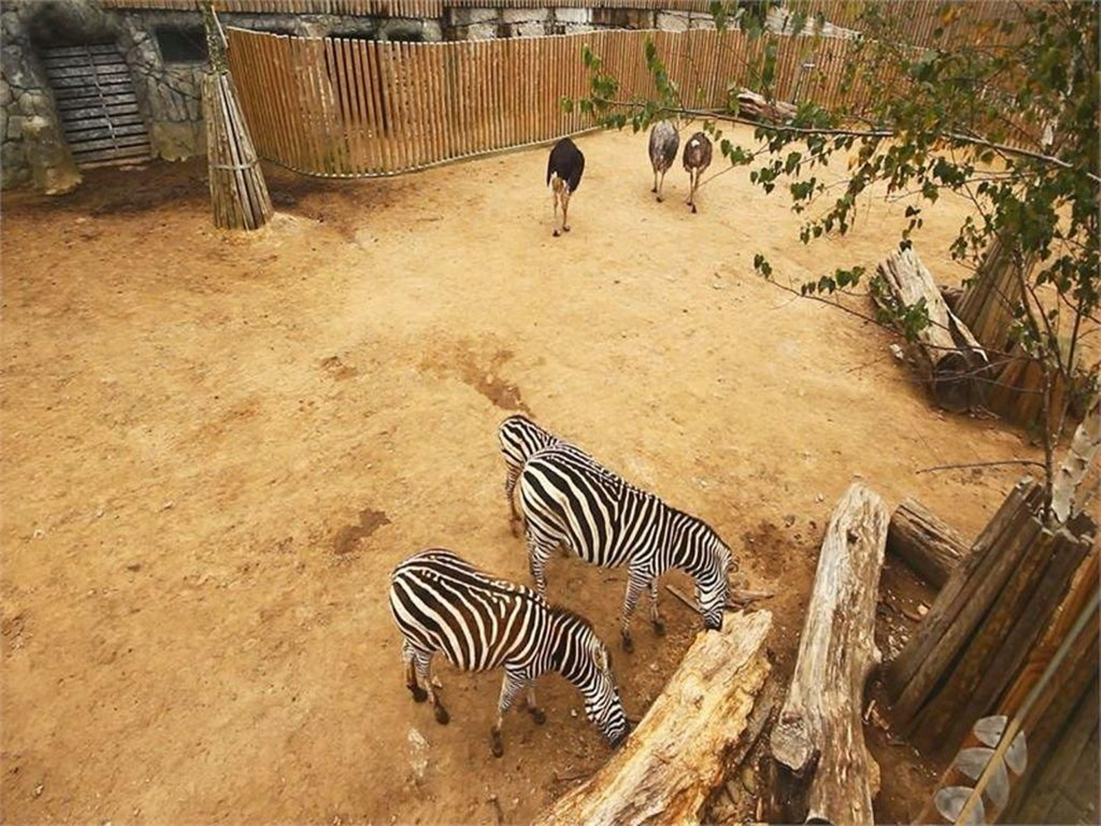Cebras y avestruces que habitan en la zona de fauna africana de Vigozoo.
