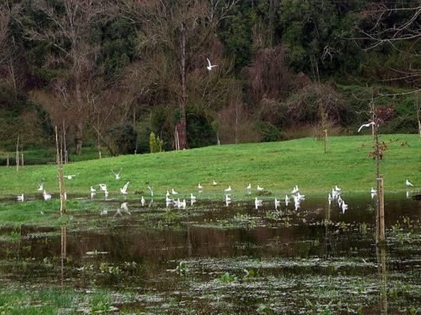 Parque de La Barquerina, en Villaviciosa.
