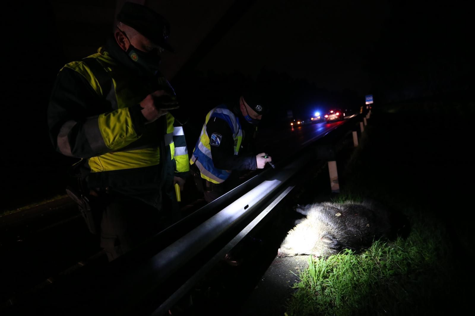 Dos jabalíes irrumpen en la VG20 en Vigo y provocan un aparatoso accidente de tráfico // Alberte