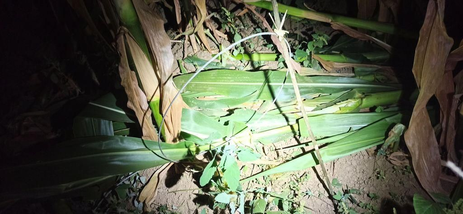 Uno de los lazos localizados.