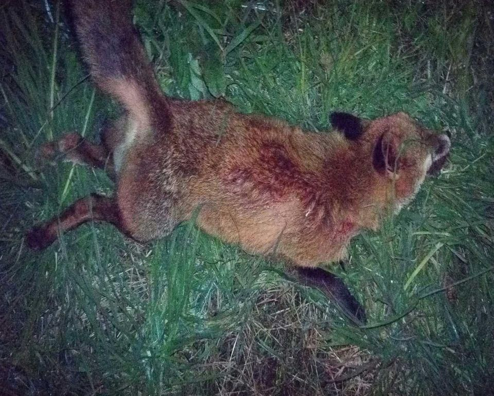 Uno de los zorros atropellados.