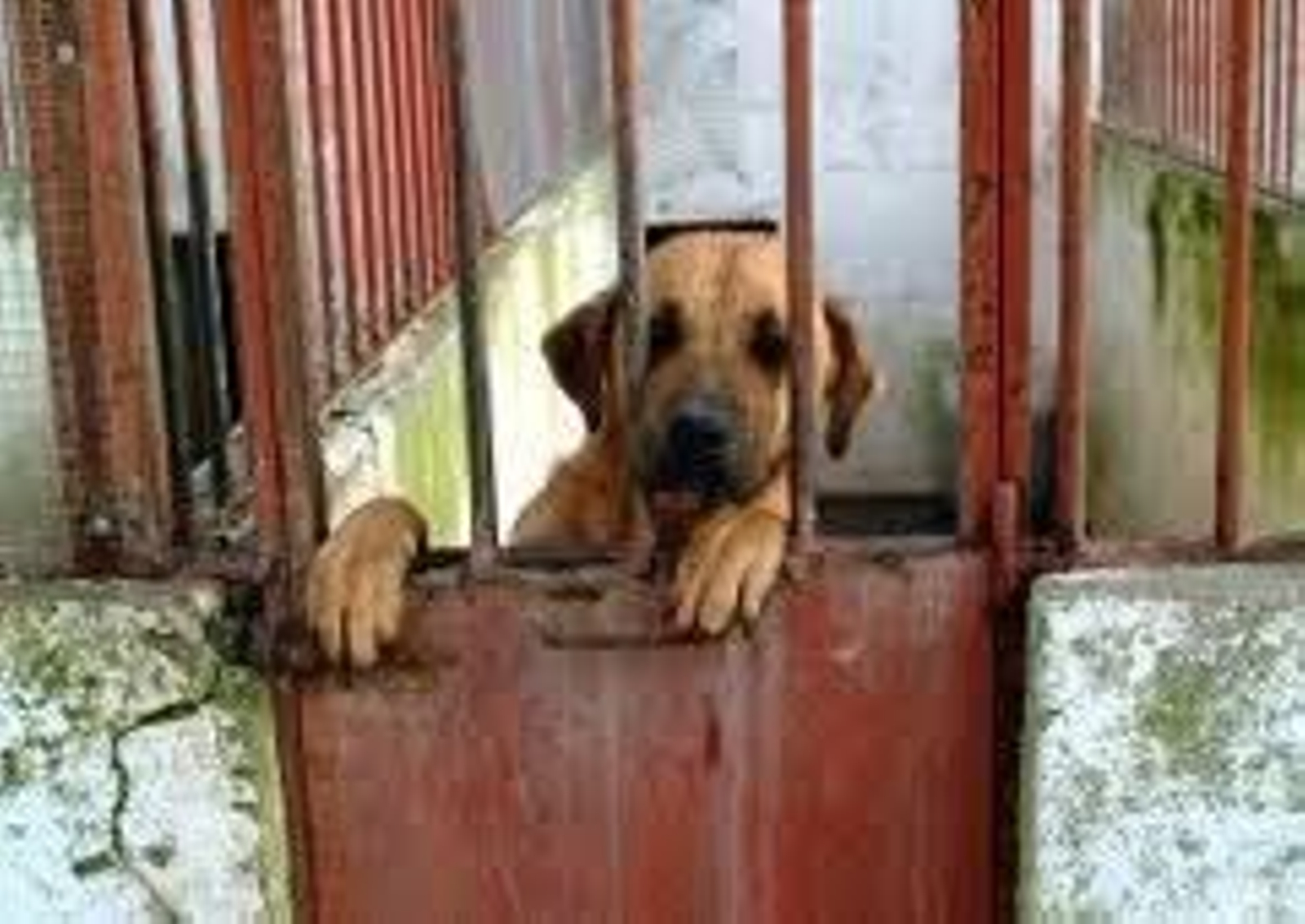 Un perro en una jaula.