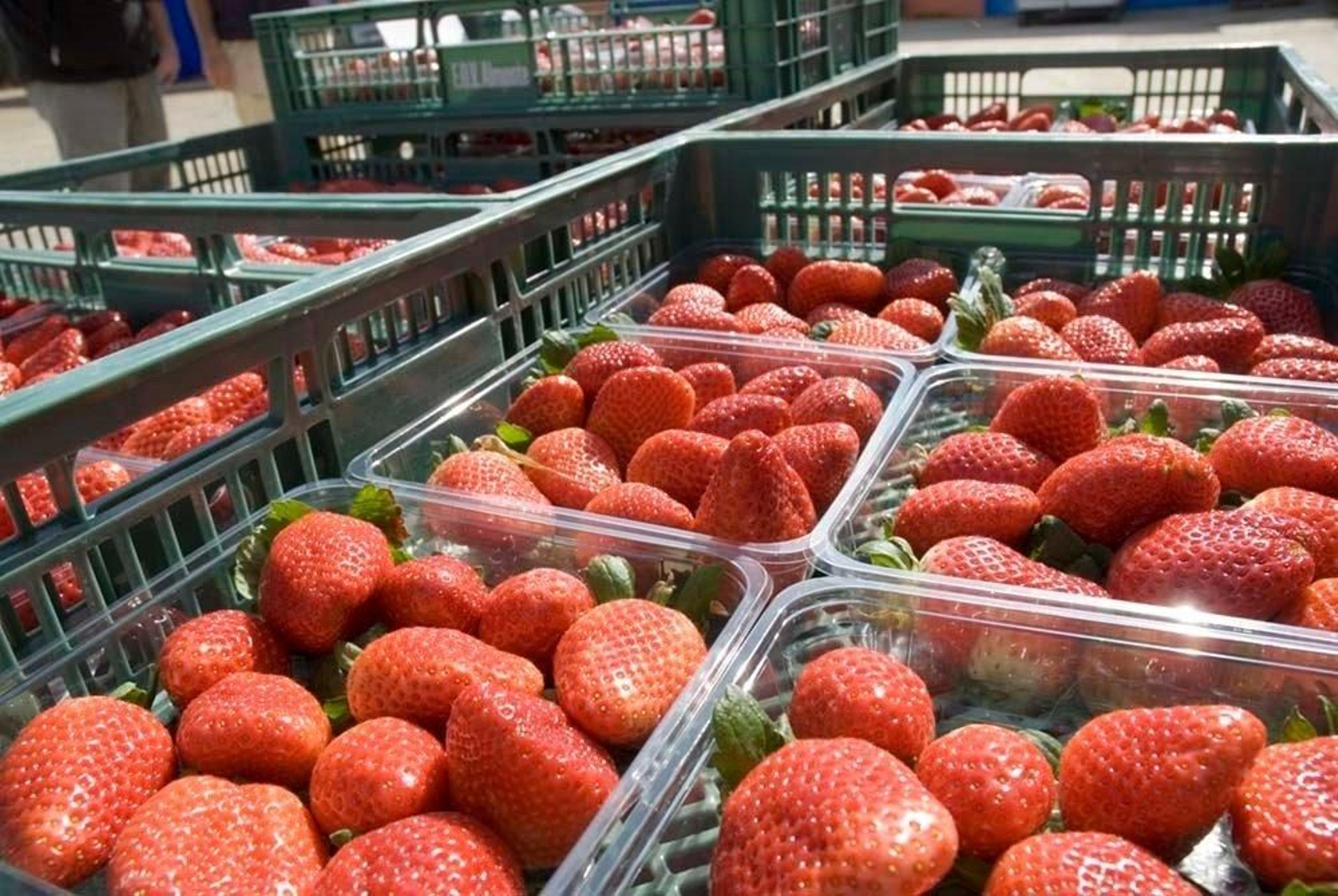 Cajas de fresas. // E.P.