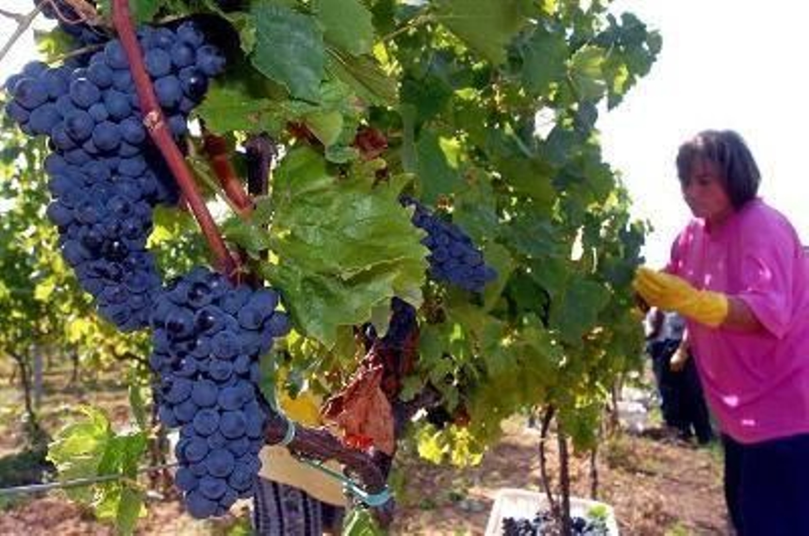 Una mujer realizando la vendimia.