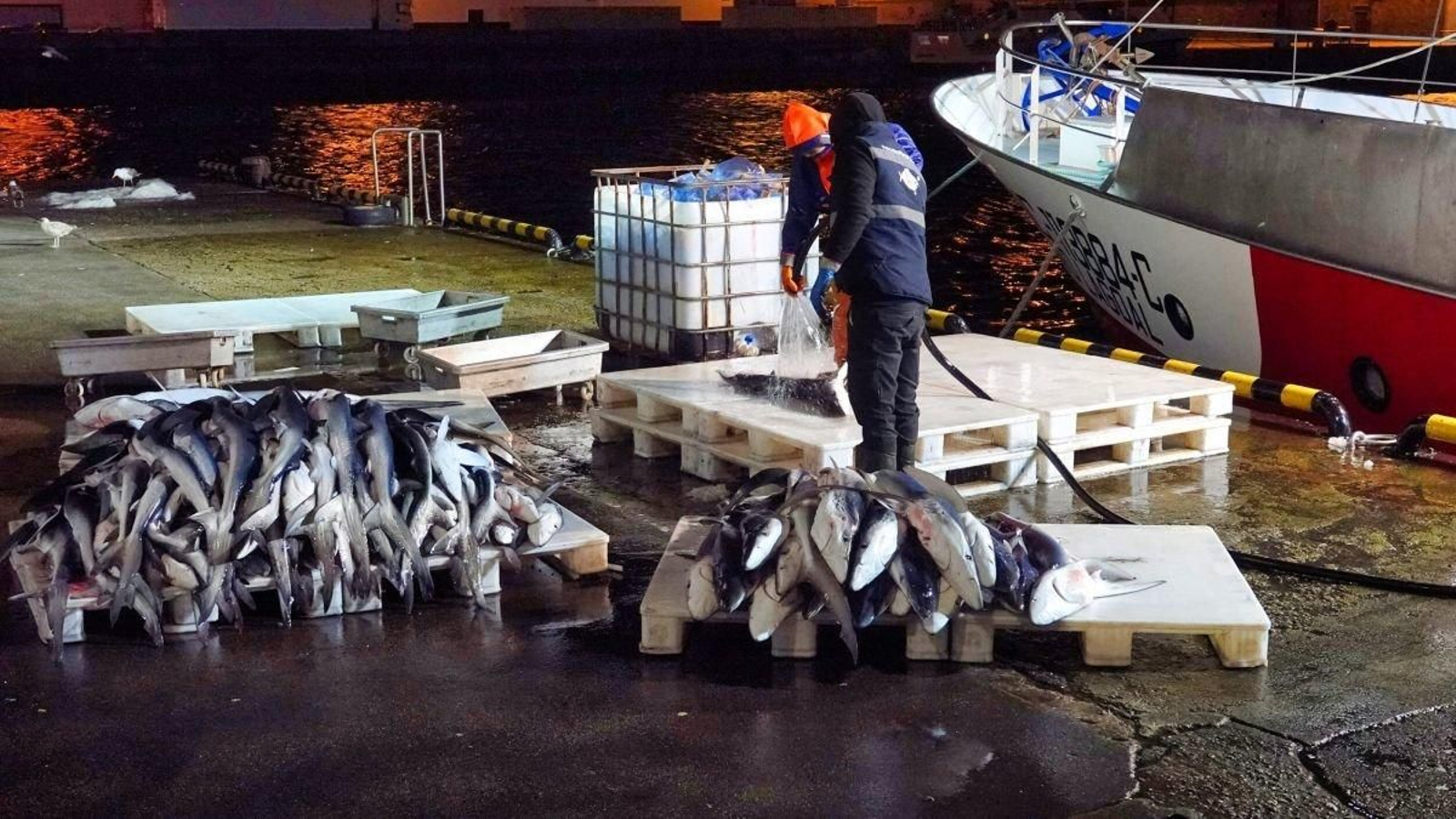 Pescado recién desembarcado en el puerto de Vigo.