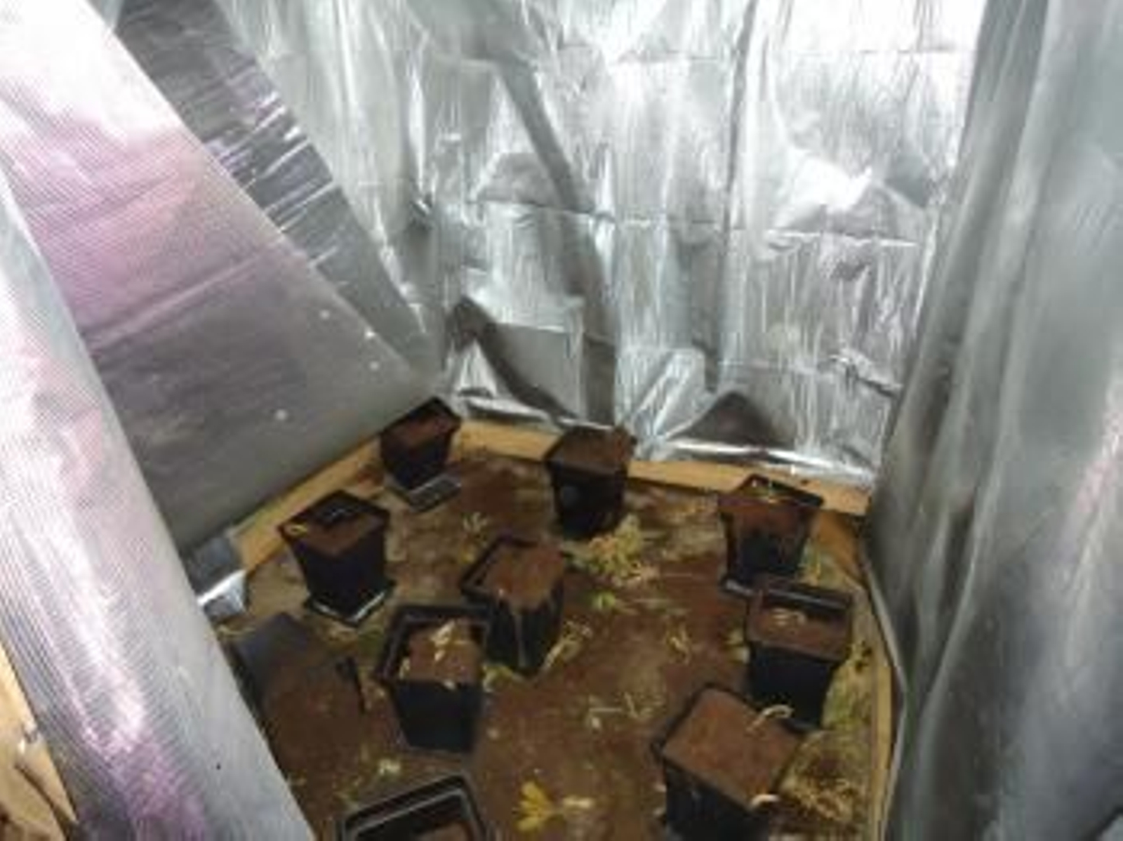 Agentes de la Guardia Civil imputan a dos vecinos de la localidad de Meira (Lugo) de 31 y 26 años como supuestos autores de un delito de cultivo y tenencia de plantas de marihuana.