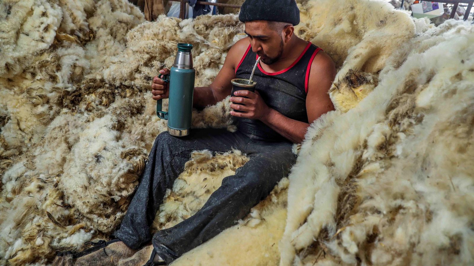 ZAMORA, 15/05/2020.- Esquiladores uruguayos comienzan la campaña en Zamora, este viernes. Un contingente de 250 esquiladores uruguayos llegó este miércoles a España, en un avión procedente de Montevideo, para participar en la campaña en diferentes puntos del país y con un retraso de varias semanas provocado por las restricciones de movilidad debido al coronavirus. EFE/ Juanjo Martín 