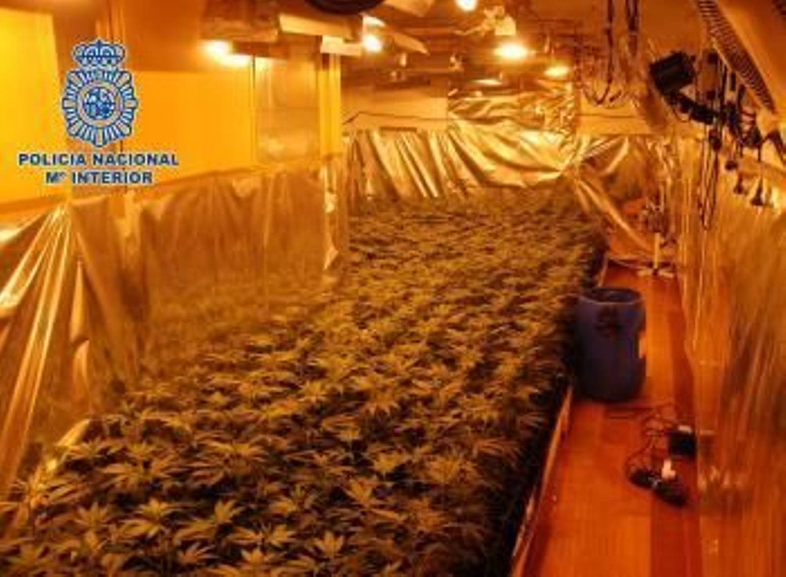 La única estancia de las viviendas donde no había cultivos era la cocina, lugar utilizado para almacenar y envasar el estupefaciente