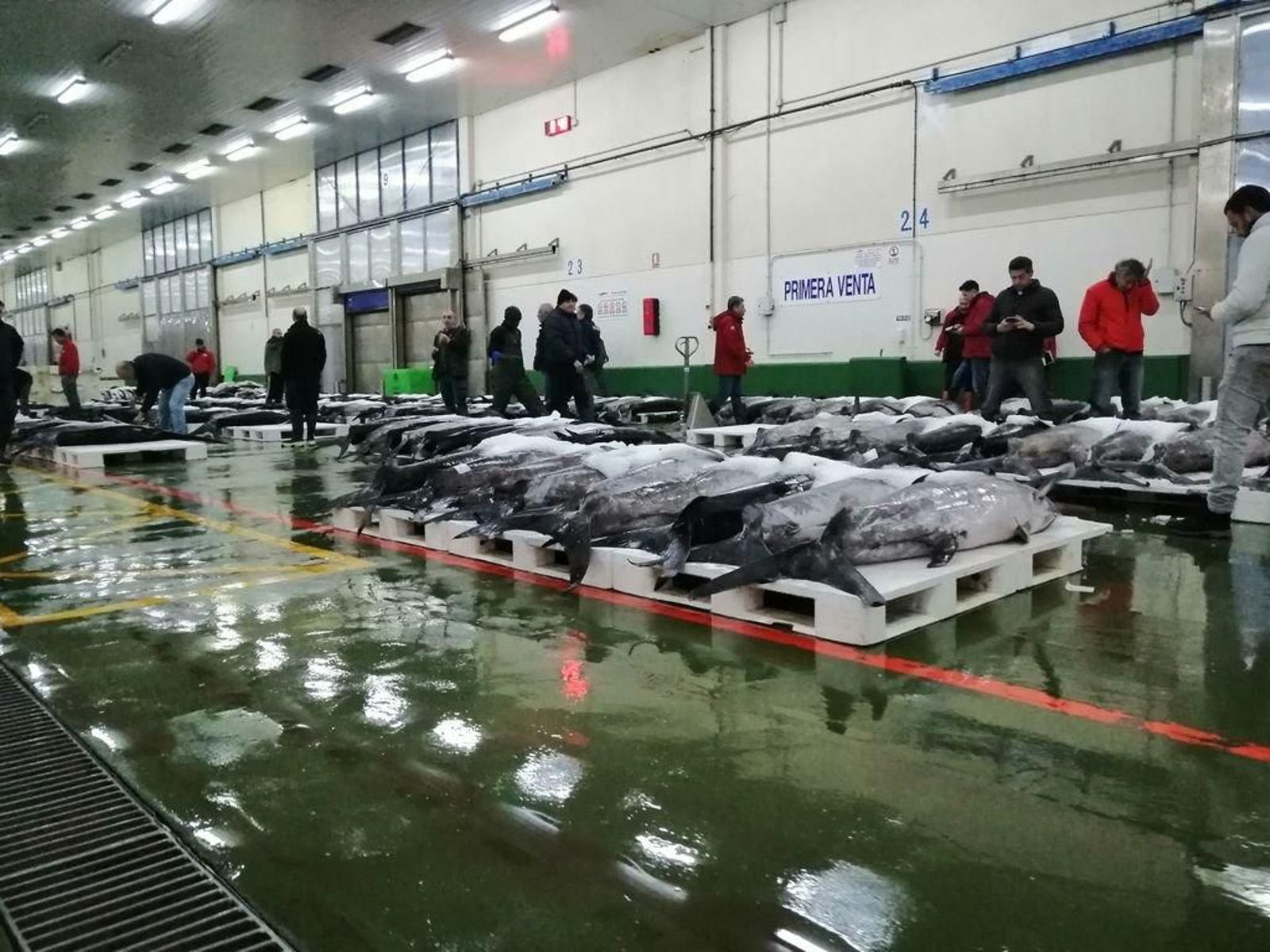 La Lonja de O Berbés, ayer, cuando se descargaron más de 118.000 kilogramos de pescados y mariscos, principalmente pez espada, rape y tintorera.