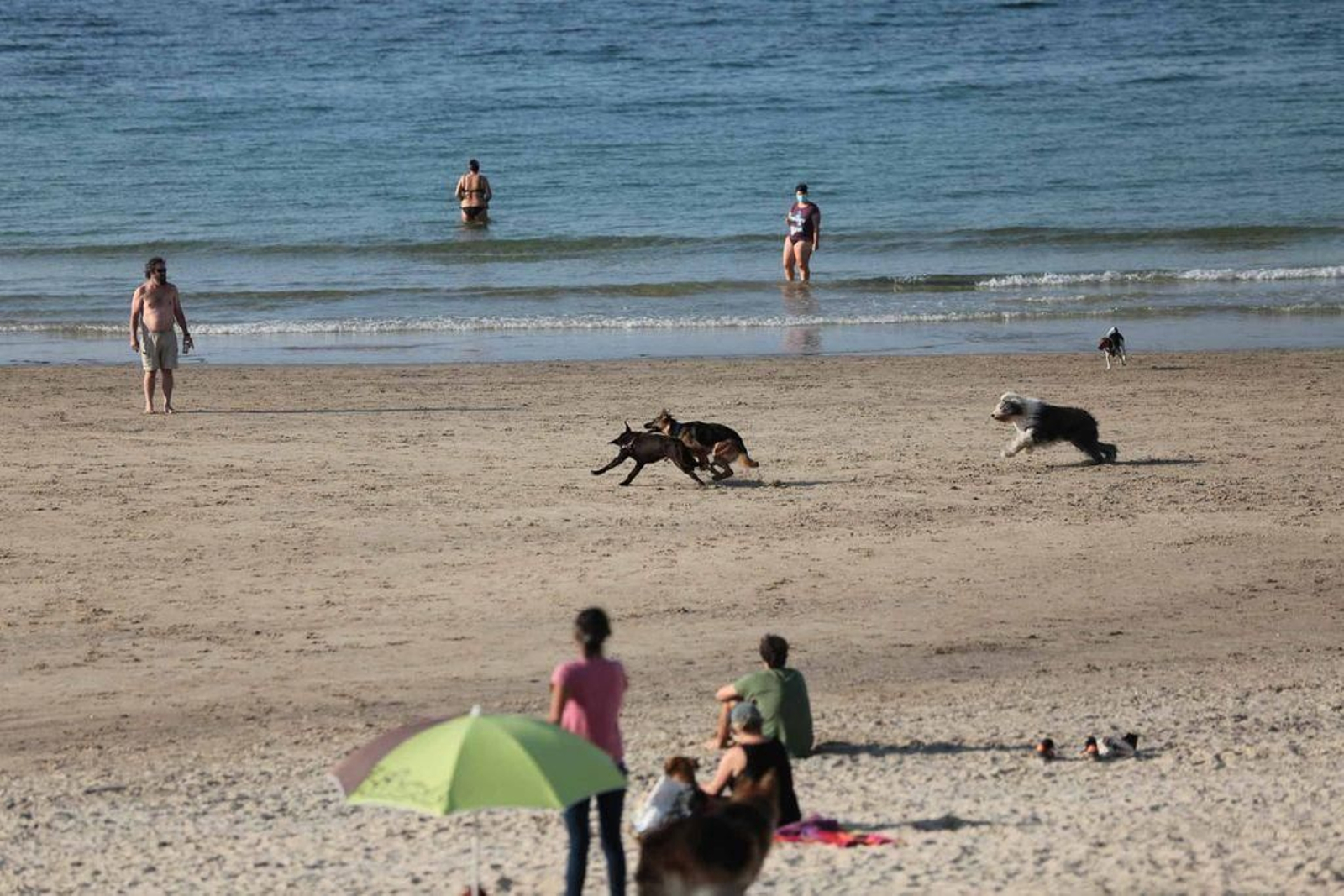 Los colectivos ecologistas indican que la presencia de aves migratorias ha descendido en A Calzoa desde que se designó como playa canina.