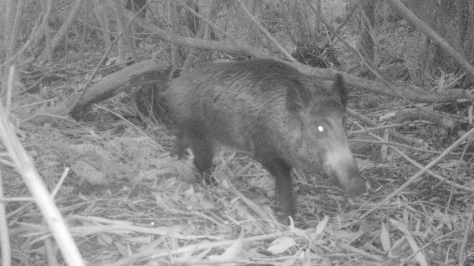 Foto de un jabalí tomada por la asociación Anabam por fototrampeo.