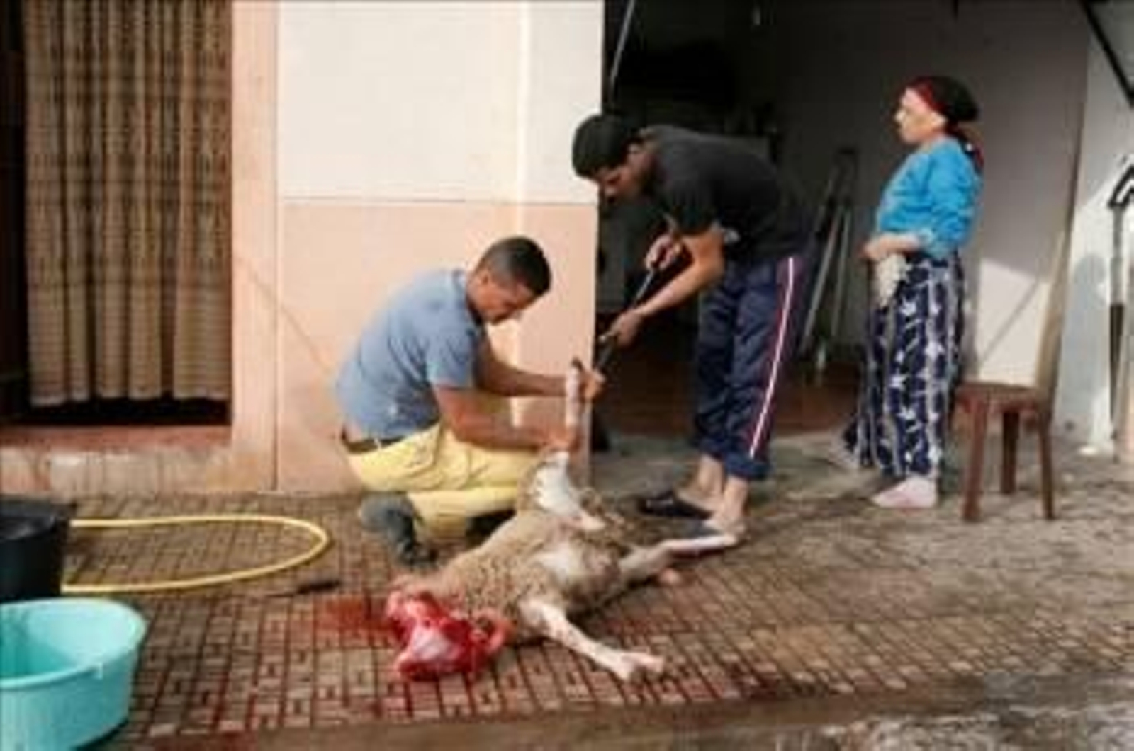 Dos musulmanes despellejan un cordero en Melilla. (Foto: F.G. Guerrero)