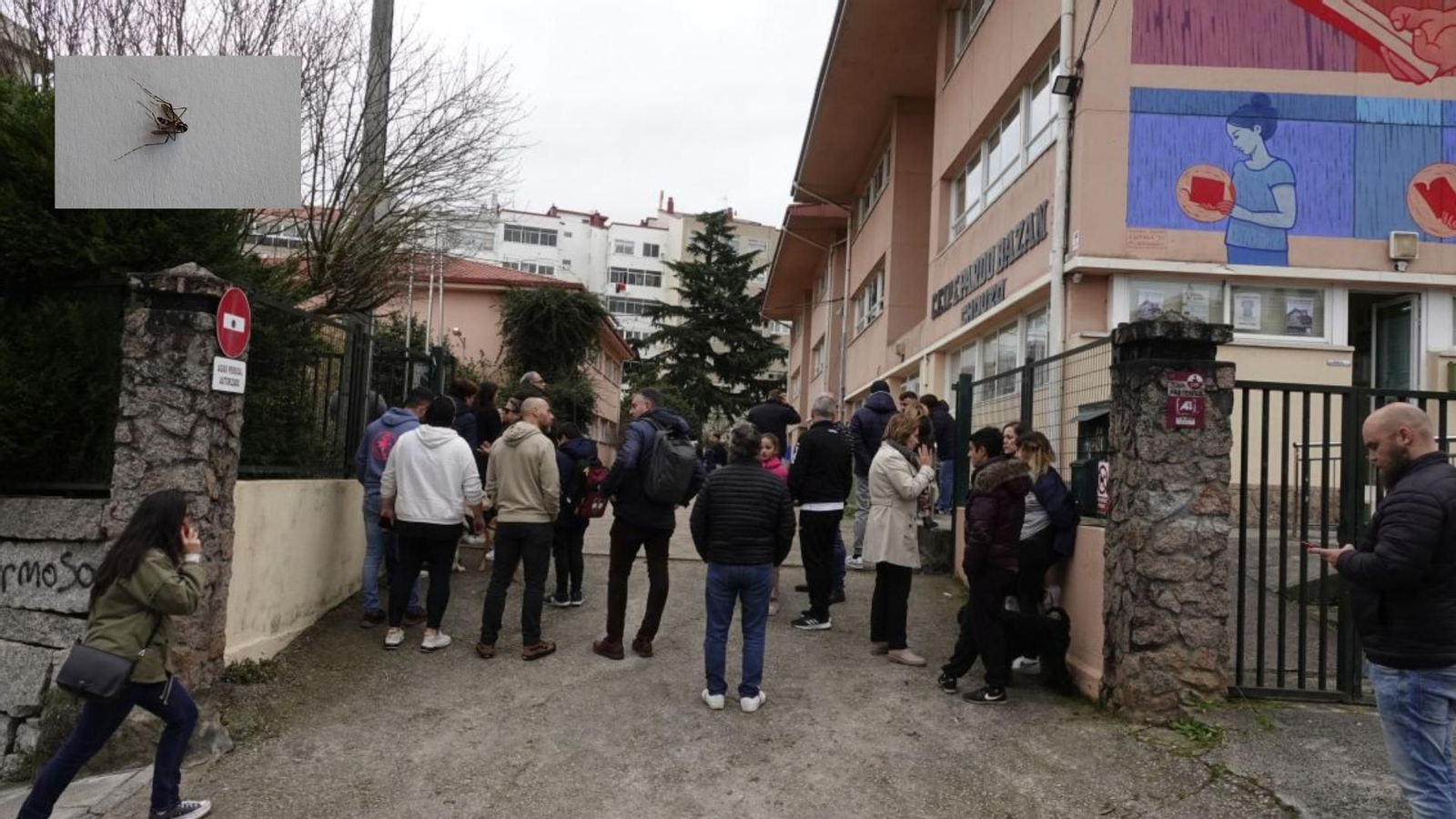 Es el único colegio de Vigo con casos de mosquito tigre confirmados. En la foto, un ejemplar encontrado allí.