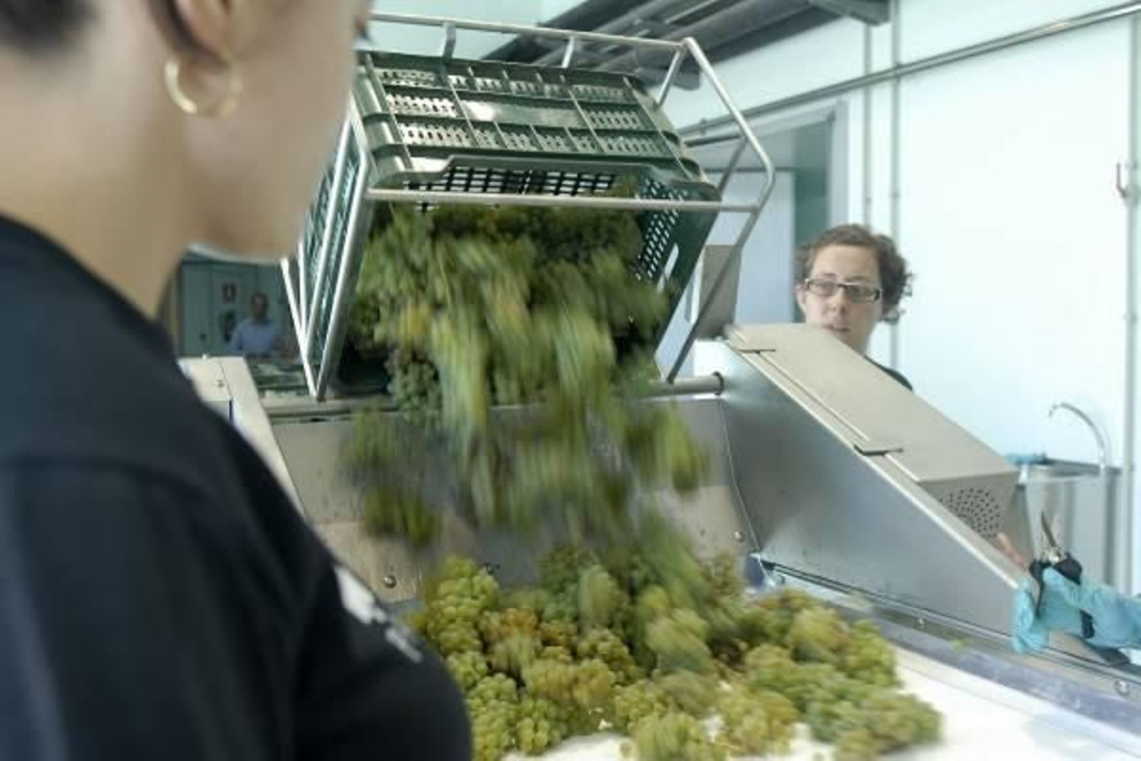 Rías Baixas prevé 28 millones de kilos de uva este año, un 20% más que el anterior.