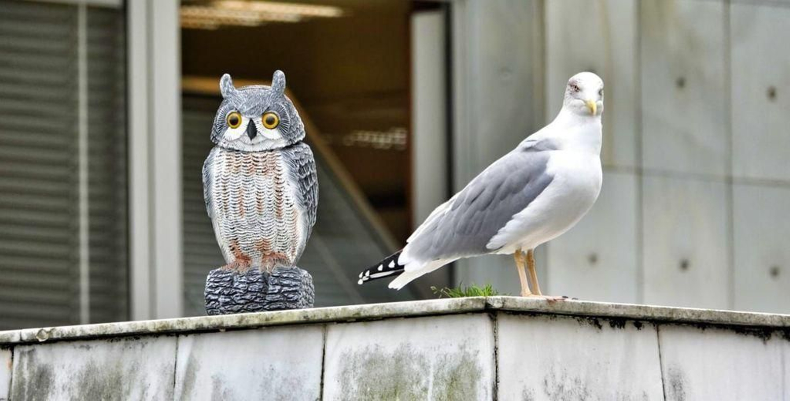 Las gaviotas ya no se asustan de los falsos búhos