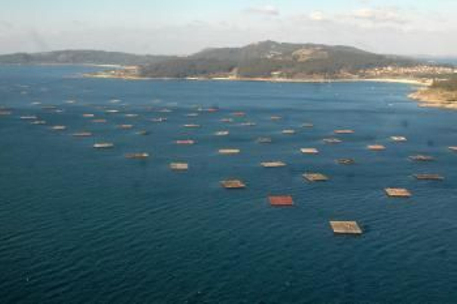 En Vigo, Cangas y Redondela hay una docena de polígonos de bateas de mejillón cerradas desde el pasado día 2.