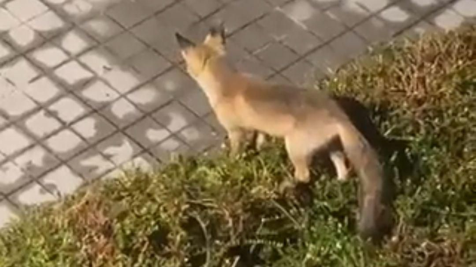 Un zorro en los jardines de la facultad de Filología de la UVigo. // X (@Galiziano22)
