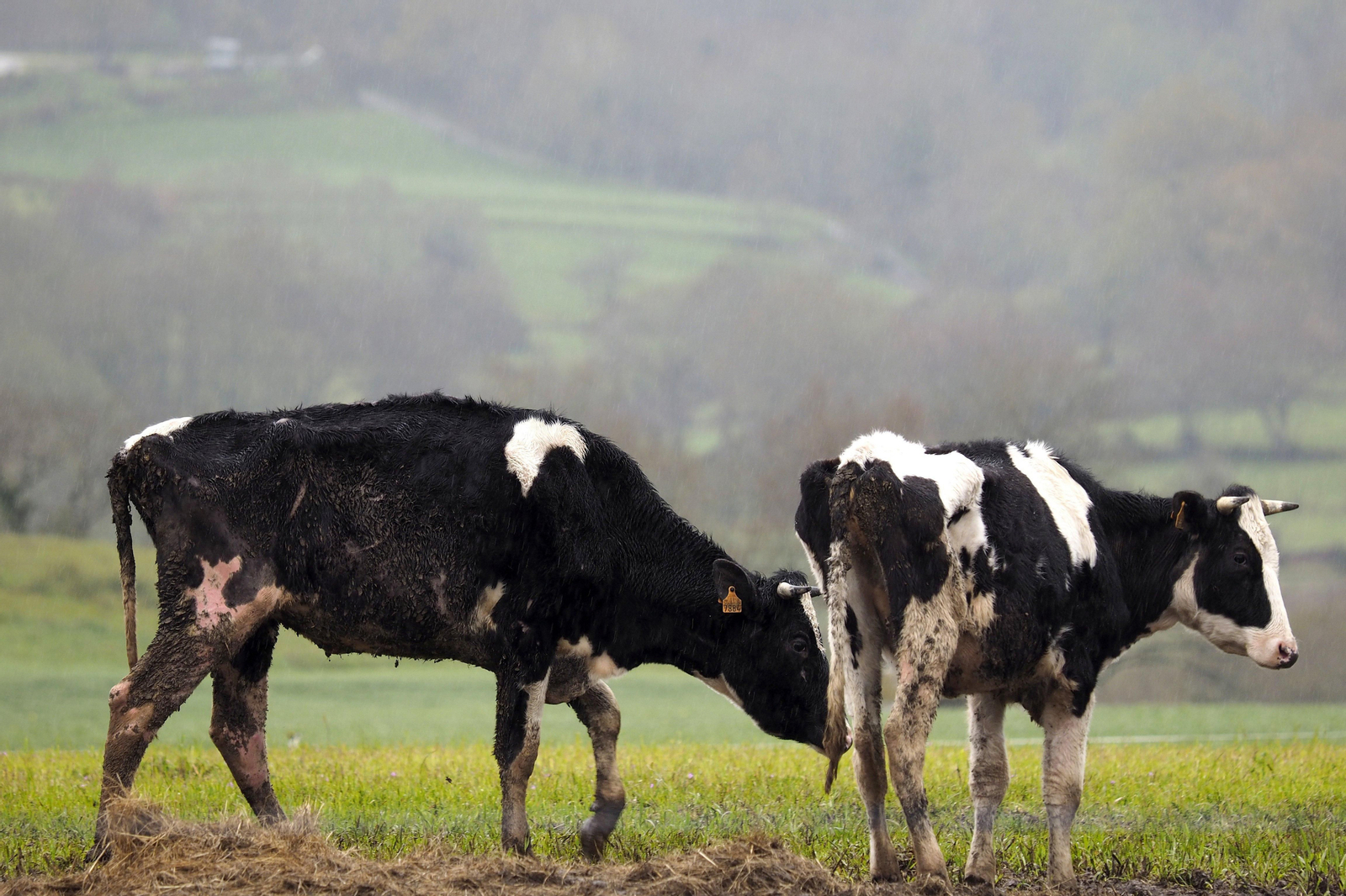 Arriba, interior de la granja. Abajo, dos reses con signos de desnutrición.
